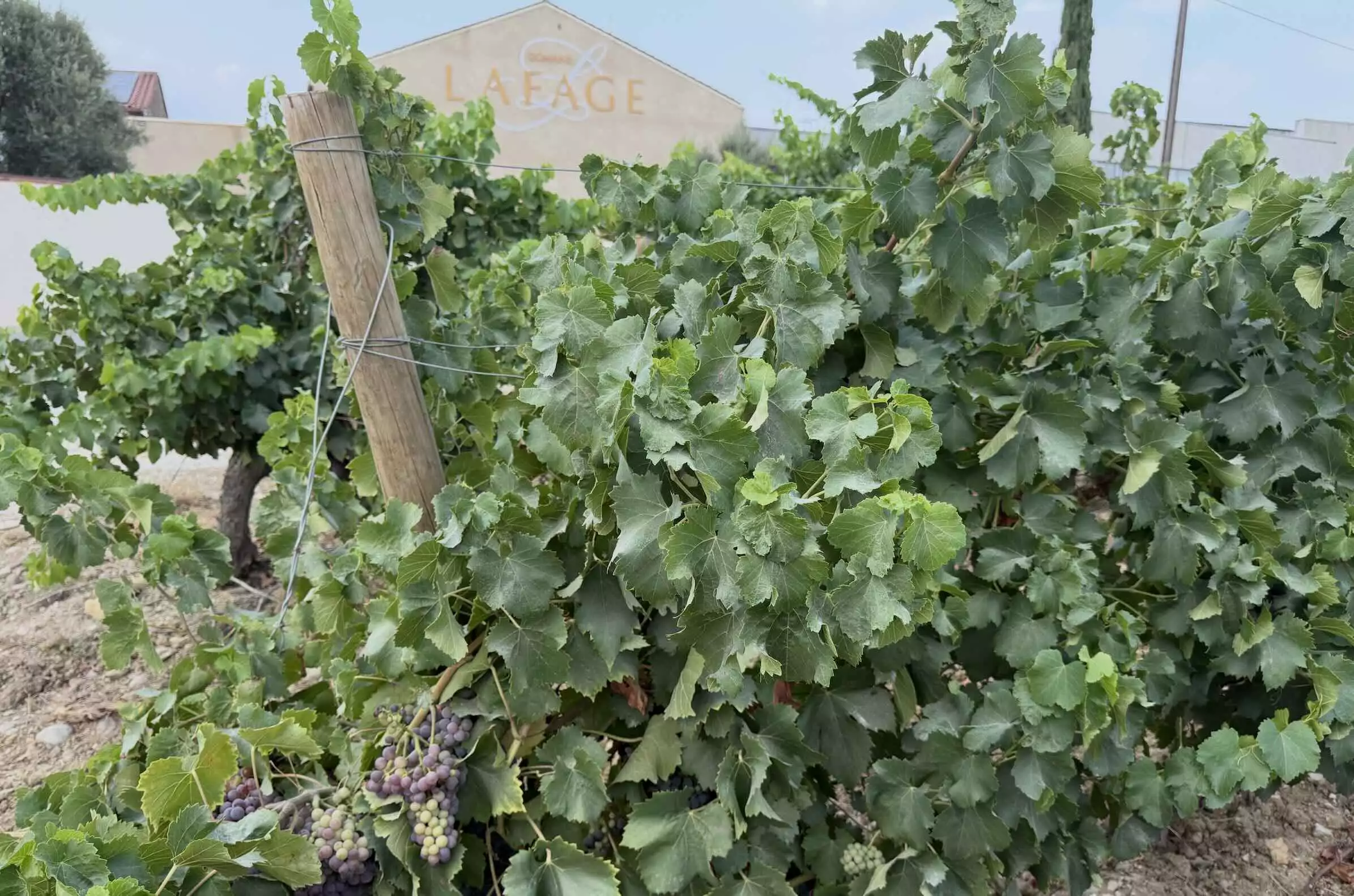 Les pluies hivernales ont permis de recharger les sols que le Domaine Lafage a en partie enrichi de biochar, le tout assurant du volume foliaire et du volume tout court © R. Lecocq