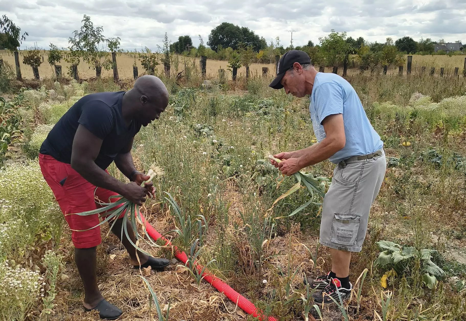 Sur la parcelle prêtée par Grégory, Eddy et son équipe de travailleurs migrants bénévoles ont produit et donné environ 1600 kg de légumes (bio) © Catherine Perrot