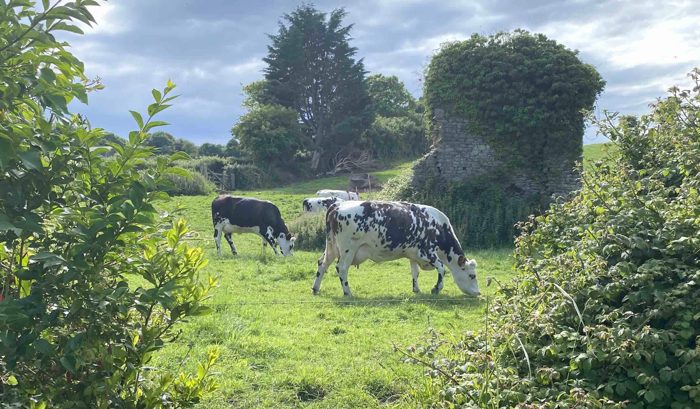 Les exploitations laitières françaises produisent moins de lait par vache que leurs homologues polonaises, allemandes et néerlandaises (Crédit photo : R. Lecocq)