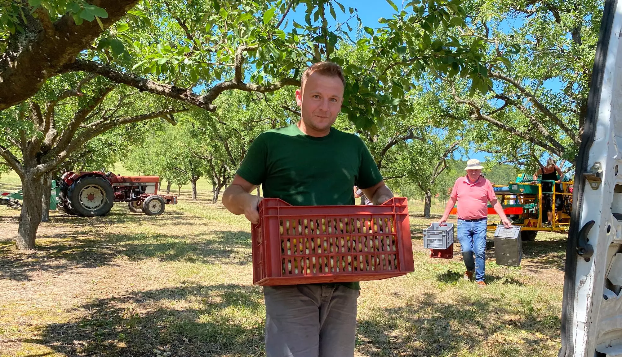 Ces mirabelles prendront la direction de la coopérative Végatfruits, qui dispose d’un site de conditionnement à Vigneulles-Lès-Hattonchâtel dans la Meuse