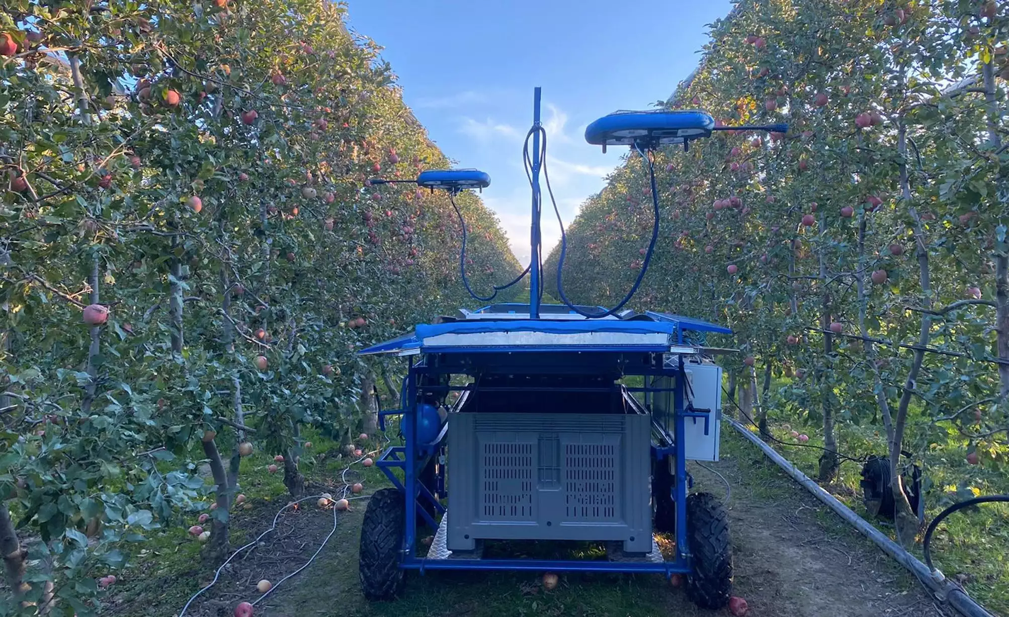 Tevel développe des robots volants autonomes équipés de l'IA et qui ont déjà fait leurs preuves dans le domaine de la cueillette des pommes, des pêches, des nectarines et des prunes, en attendant les agrumes et les avocats