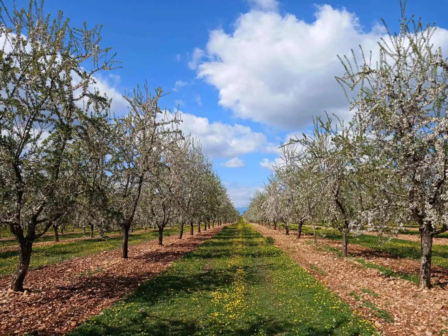 L’amandier, une culture méditerranéenne mais gélive et réactive à l’irrigation ©R. Lecocq