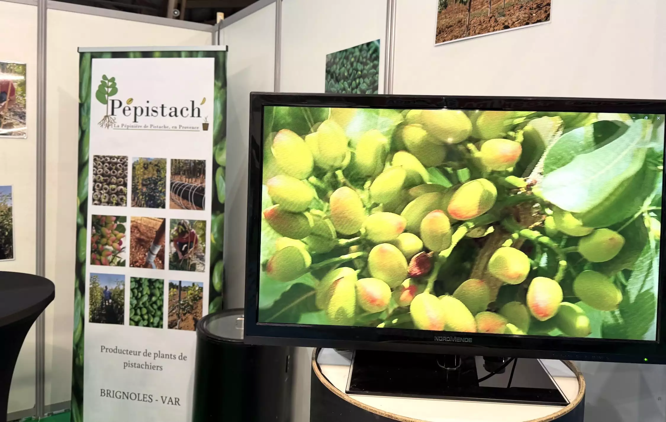 Le pistachier, un arbre rustique, mais gélif et alternant, et ne dédaignant pas l’eau © R. Lecocq