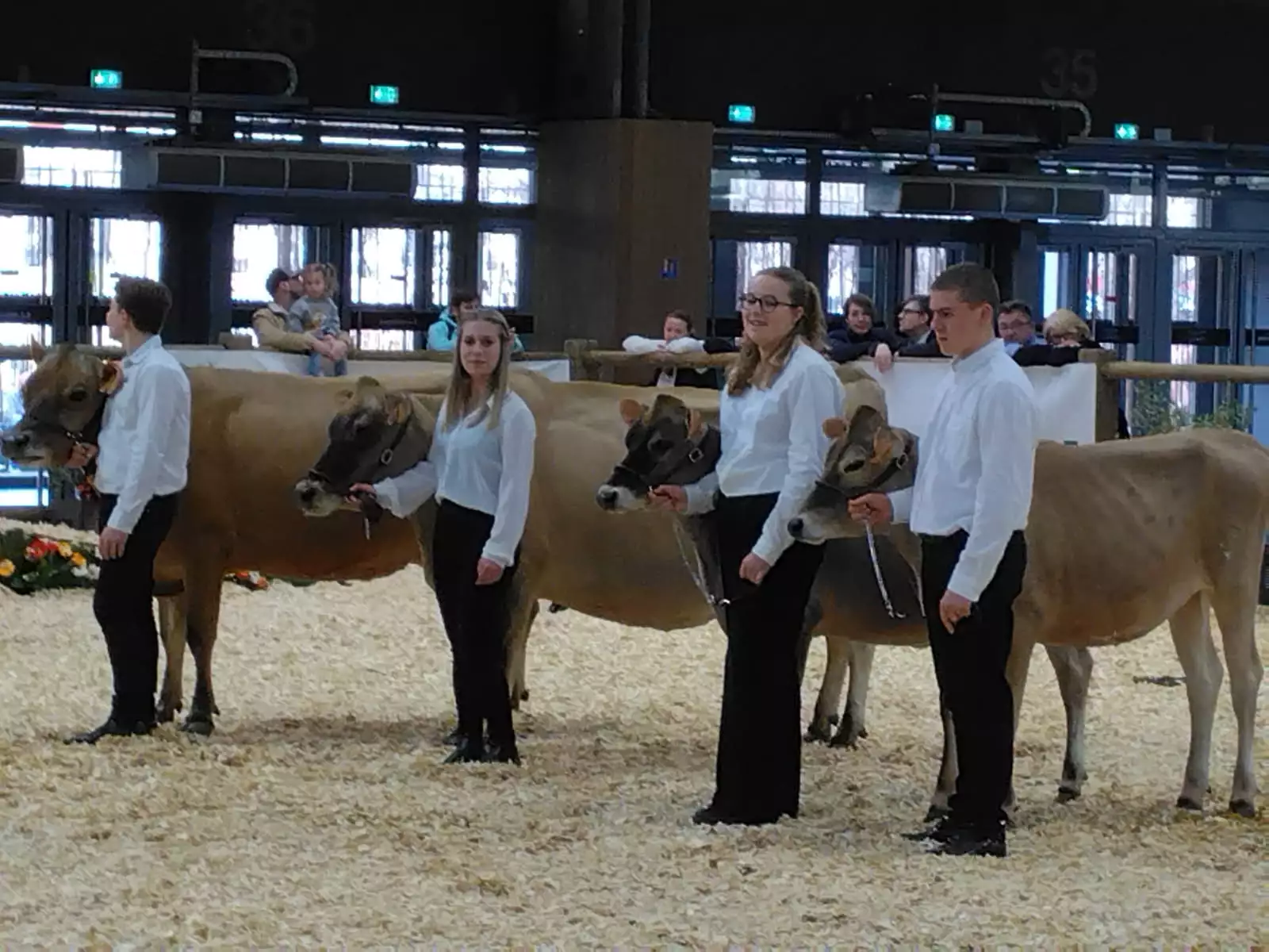 Maxime, Louane, Sézarine et Hugo, sur le ring des bovins avec leurs jersiaises au Salon de l’agriculture (Crédit photo : Bertrand Minaud)
