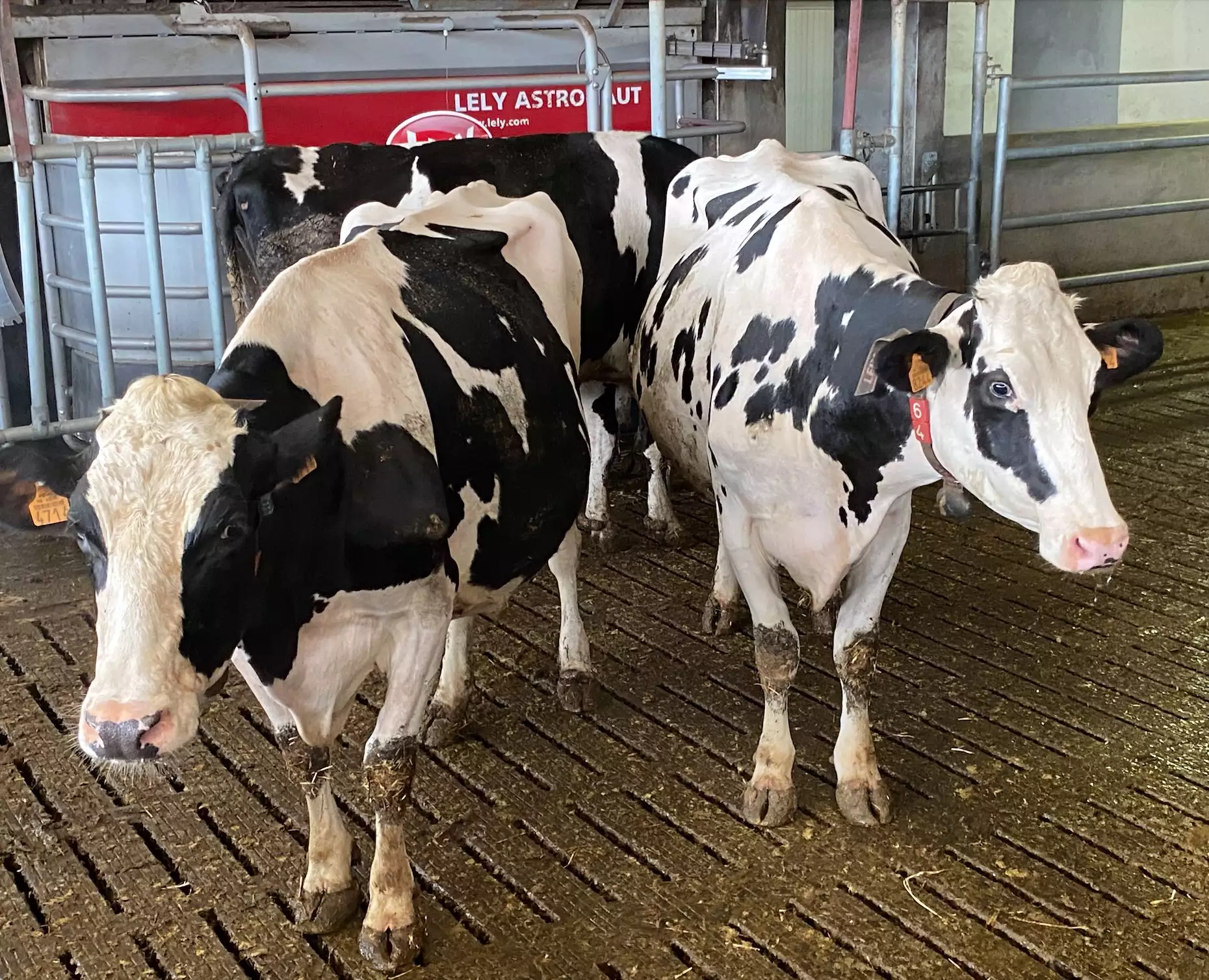 La France est le 2ème producteur de lait de l’Union européenne fournissant 15,6 % des volumes, derrière l’Allemagne à 20,2 % (Crédit photo : R. Lecocq)