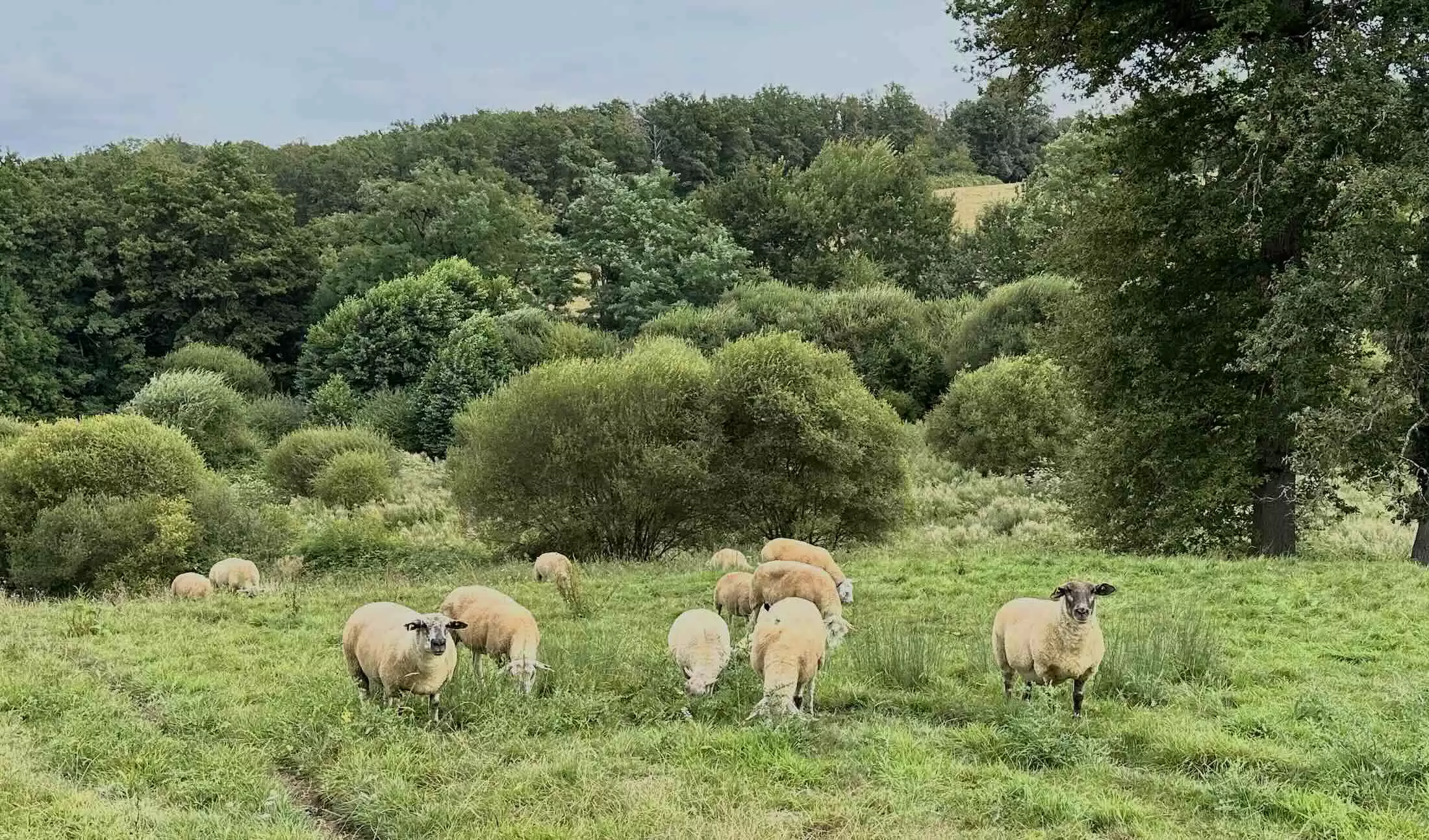 Les maladies vectorielles ont alimenté la poussée de fièvre agricole de l’année 2024, avant de déboucher, début 2025, sur les Assises du sanitaire animal (Crédit photo : R. Lecocq)