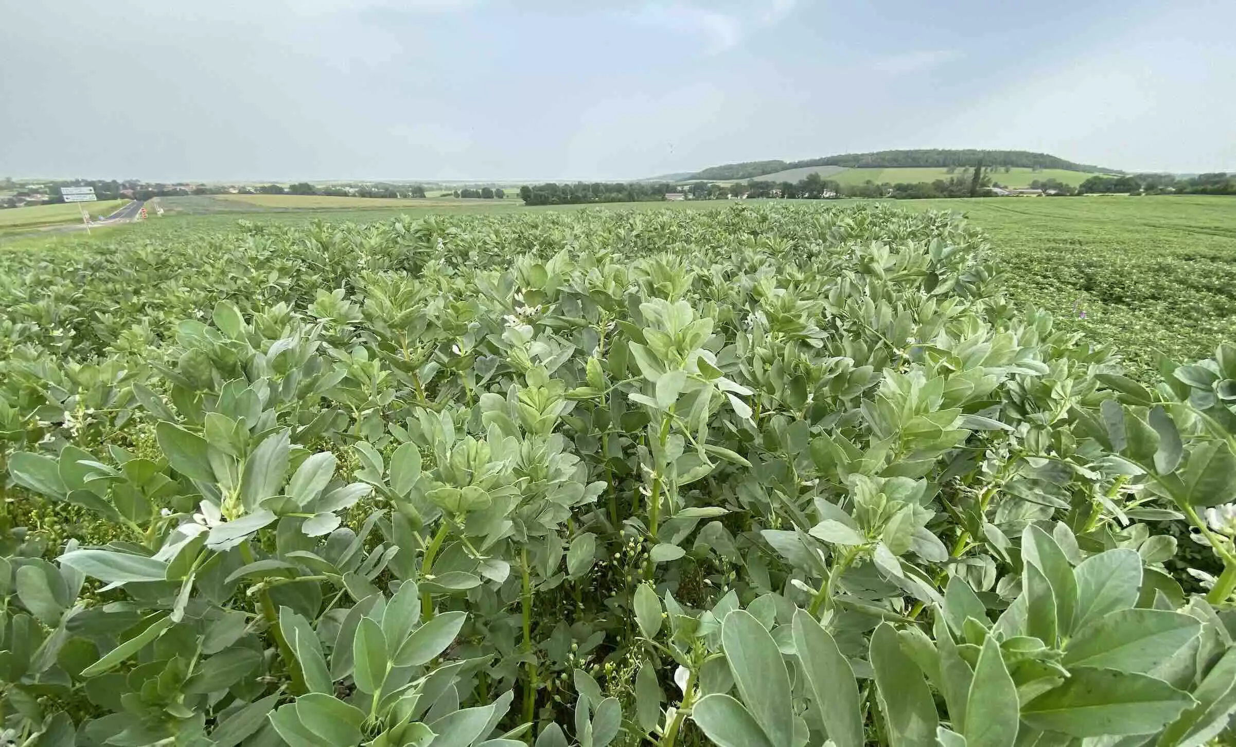 L’assolement moyen des systèmes de polyculture-élevage incluant moins de 50% de prairies temporaires en rotation reste relativement stable sur la période étudiée (Crédit photo : R. Lecocq)