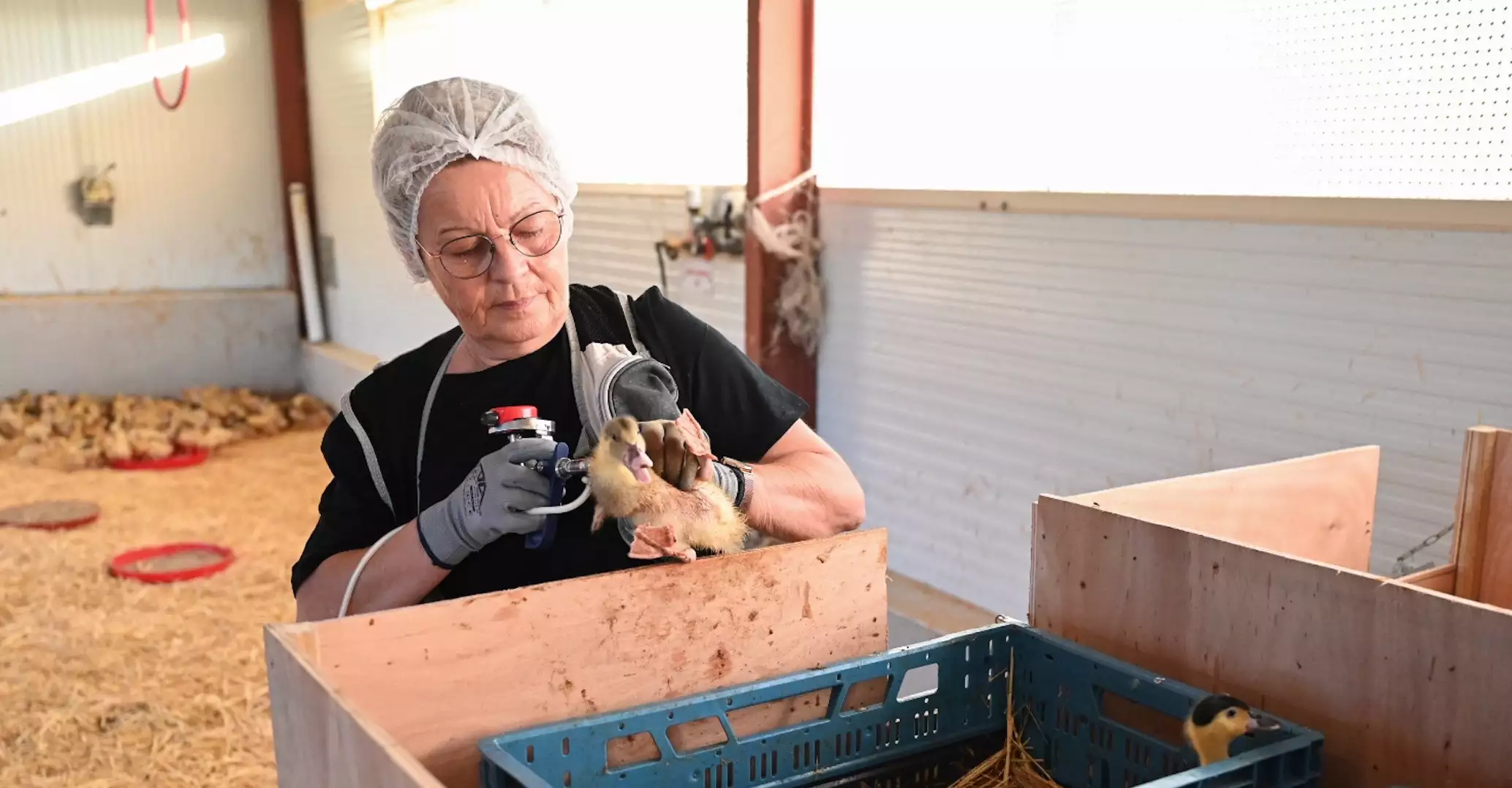 La vaccination de 64 millions de canards a officiellement démarré le 2 octobre 2023 (Crédit photos : ministère de l’Agriculture)