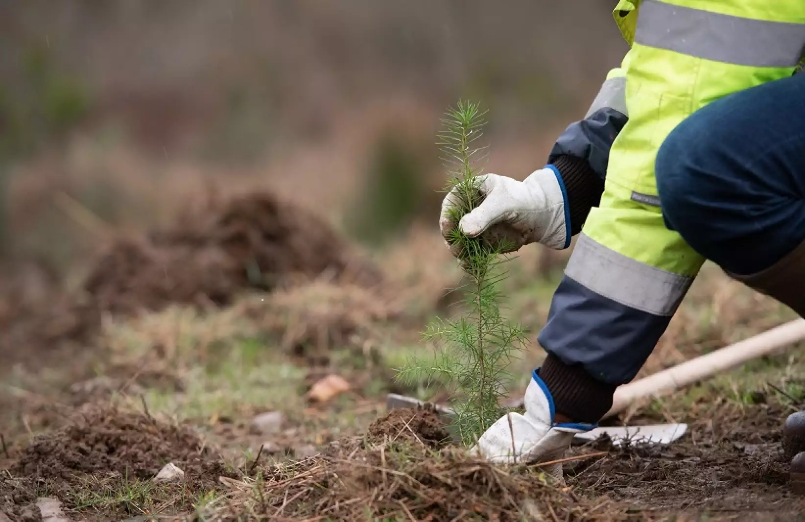 Plantation de douglas (Crédit photo : France Douglas)