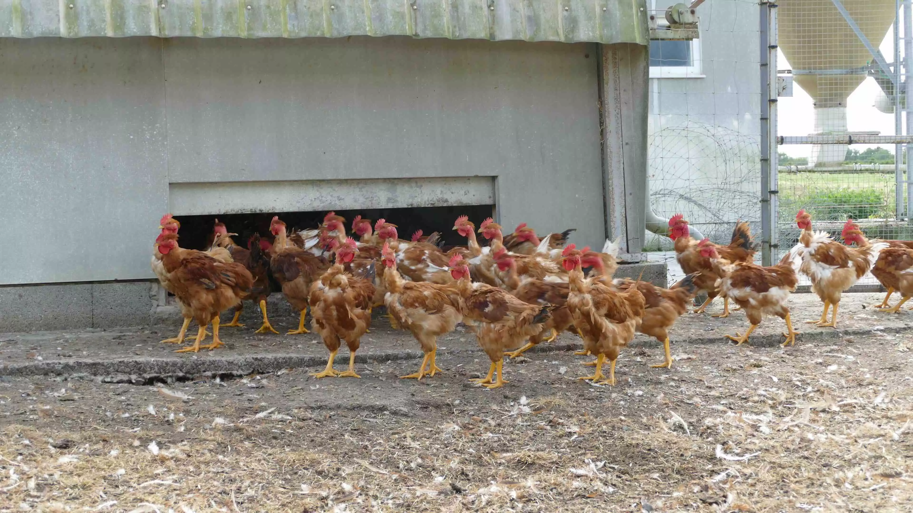 A Saint-André-Goule-d’Oie, Clément Blanchard élève des volailles label, essentiellement des poulets, comme ici des cous-nus jaunes (Crédit photo : Catherine Perrot)