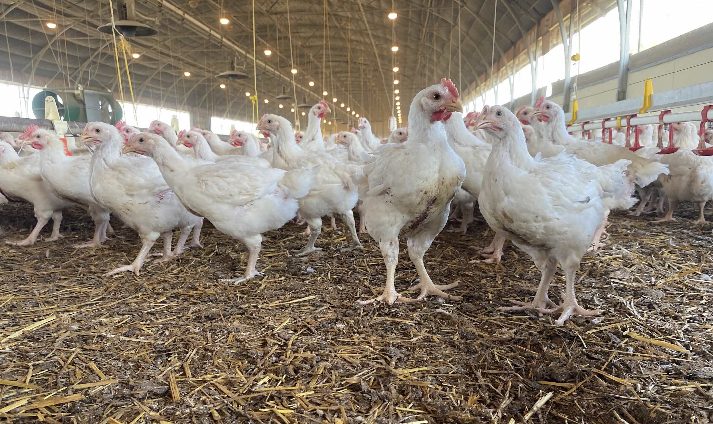 La filière volaille de chair évalue à 2,8 milliards d’euros montant des investissements amont/aval à consentir d’ici à 2035 pour inverser la courbe de décroissance (Crédit photo : R. Lecocq)
