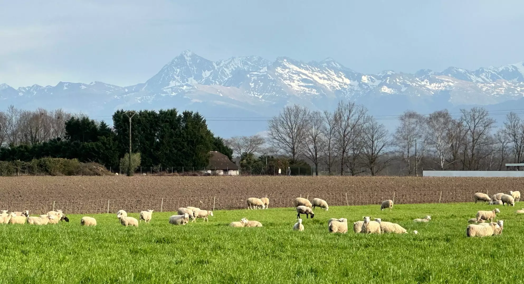 En différant l’investissement dans le foncier, le portage permet de diminuer le taux d’endettement et de débloquer potentiellement un projet d’installation (Crédit photo : R. Lecocq)