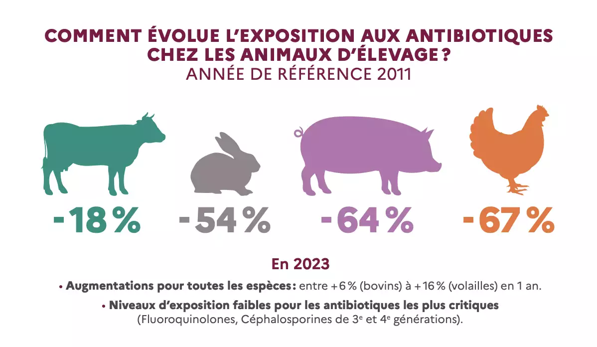 Evolution de l’exposition des animaux d’élevage aux antibiotiques entre 2011 et 2023 (Source : Anses)