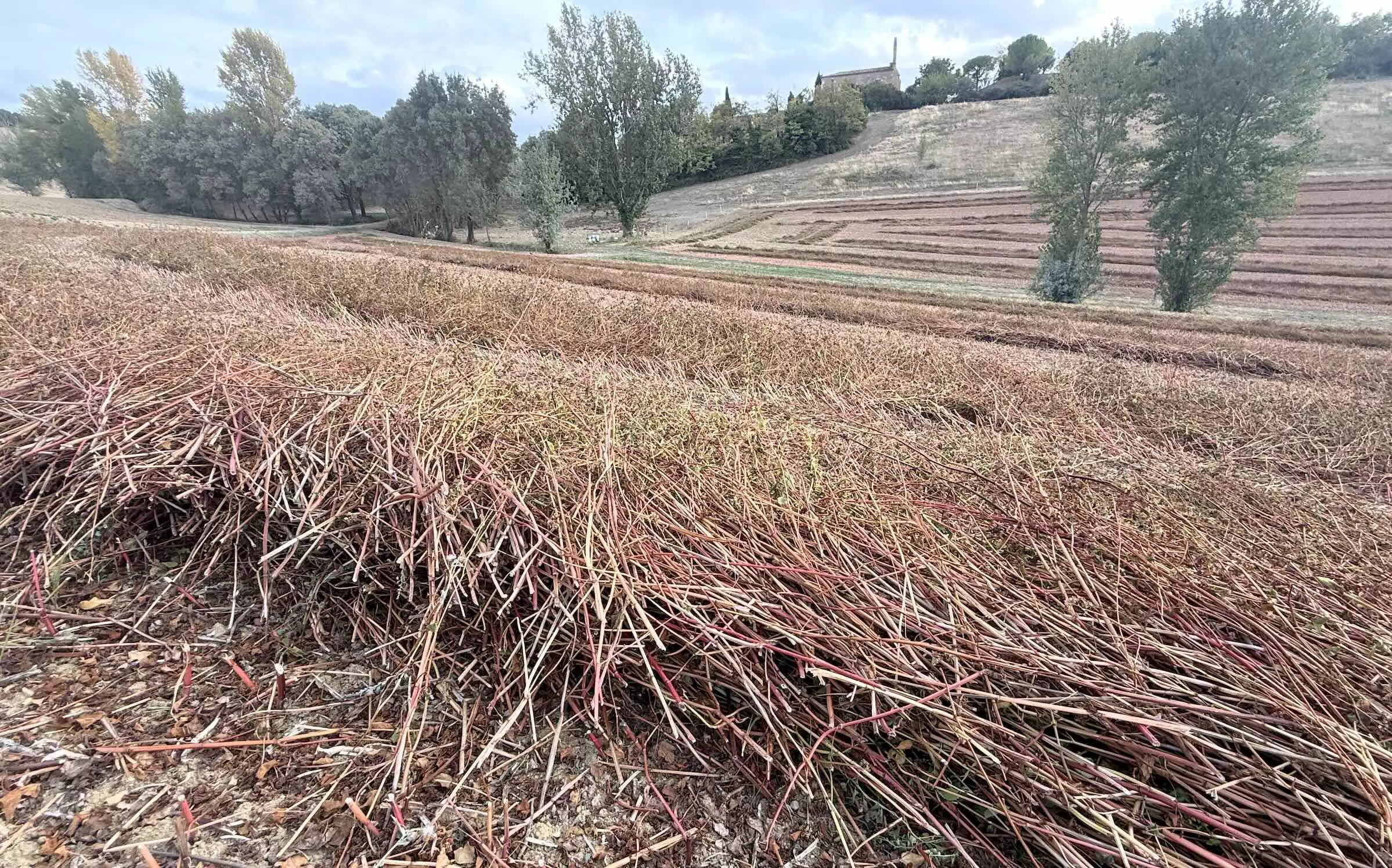 Le sarrasin est en partie transformé en farine, en partie décortiqué pour soupoudrer des glaces © R. Lecocq