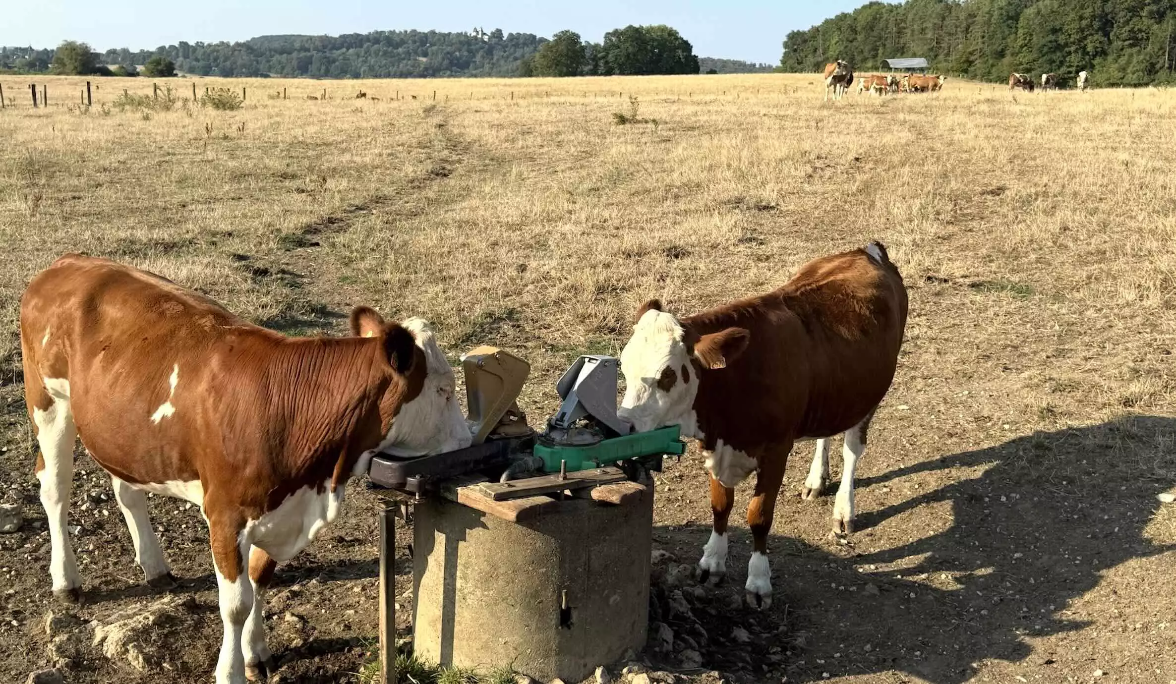 Des jeunes bovins le 2 août dans l’ouest vosgien, département classé intégralement au niveau d’alerte « crise » sécheresse © R. Lecocq
