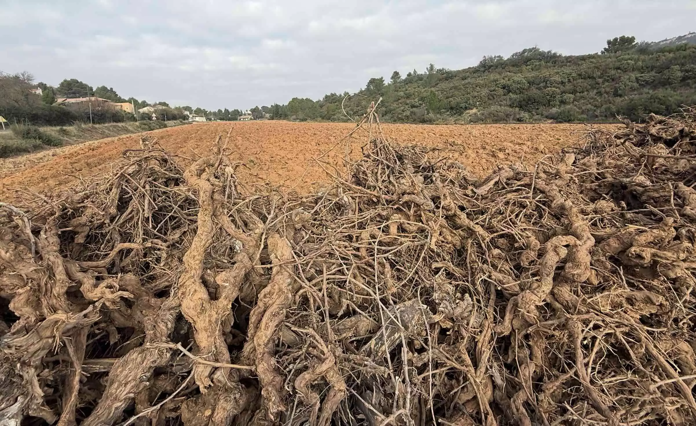 27.461 hectares vont être effacés de la carte viticole dont la moitié, 14.794ha exactement, en Languedoc-Roussillon (Crédit photo : R. Lecocq)