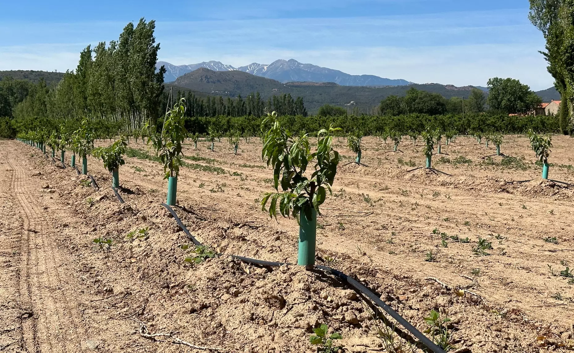 Toute demande comprenant des matériels d’irrigation par goutte-à-goutte doit obligatoirement comprendre au moins un outil d’aide à la décision, type sonde ou capteur (Crédit photo : R. Lecocq)