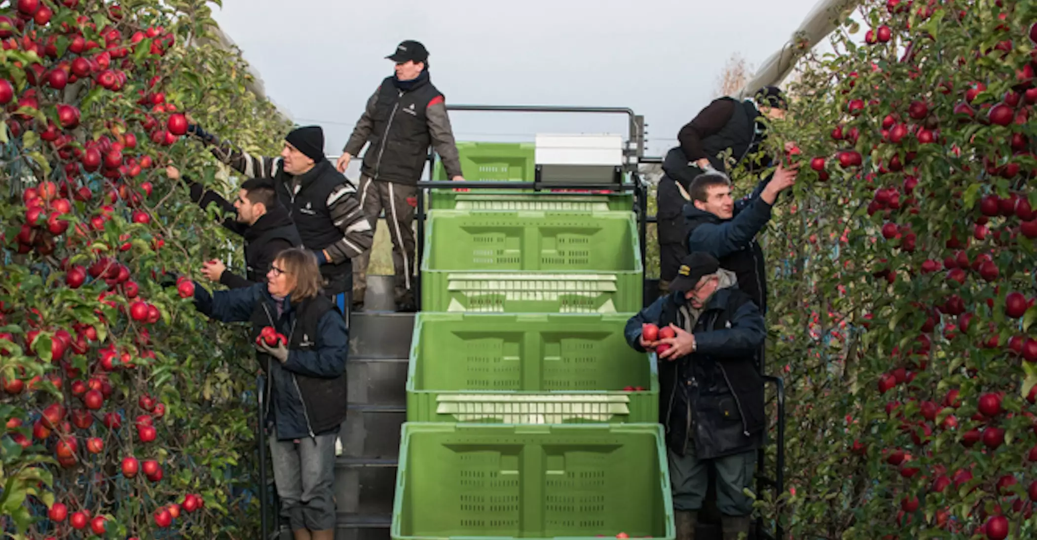 Sous ses airs d’escalier d’embarquement aéroportuaire, la plateforme Harvery AM8 de Chabas améliore la productivité, atténue la pénibilité du travail et préserve la qualité des fruits (Crédit photo : Chabas)