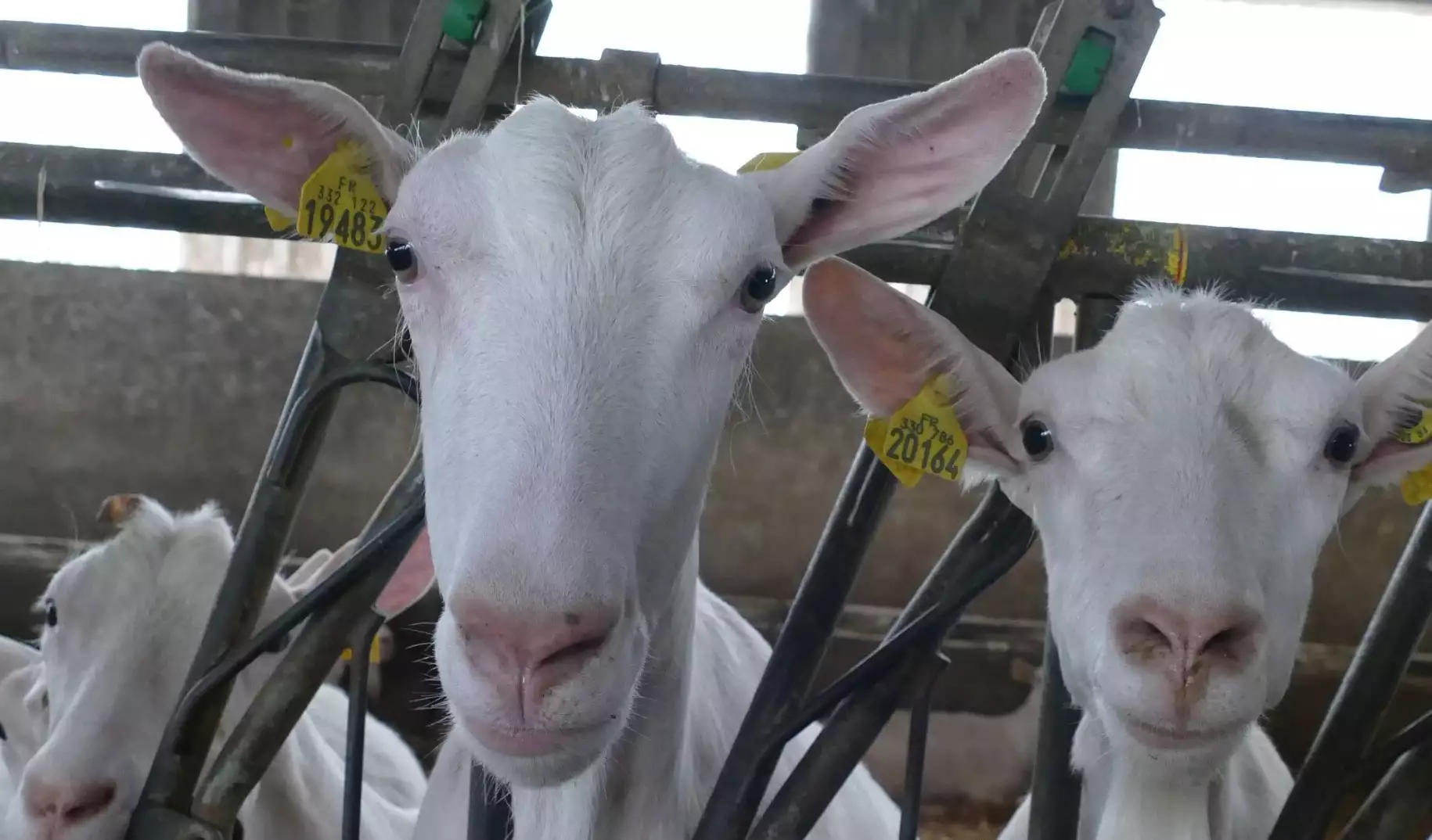 La filière caprine rejoint à son tour les démarches de ferme bas carbone (Crédit photo : Catherine Perrot)
