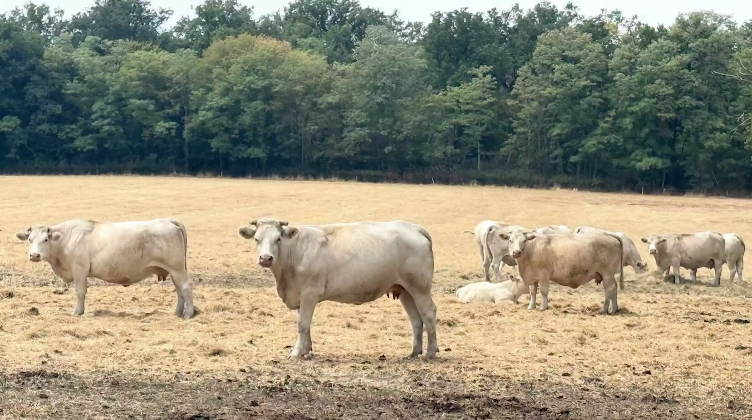 Un troupeau de vaches allaitantes en Saône-et-Loire le 31 juillet 2026 © R. Lecocq