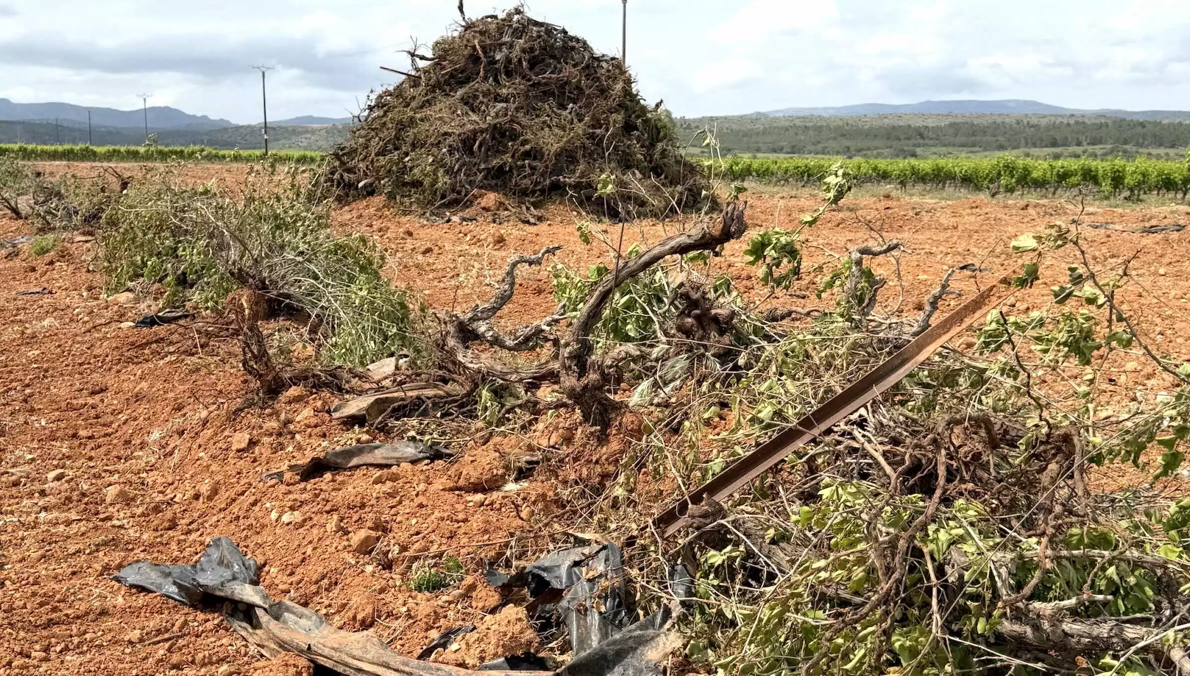 Ils sont rares les vignobles ayant réussi à tirer leurs raisins du feu de l’été 2026 © R. Lecocq