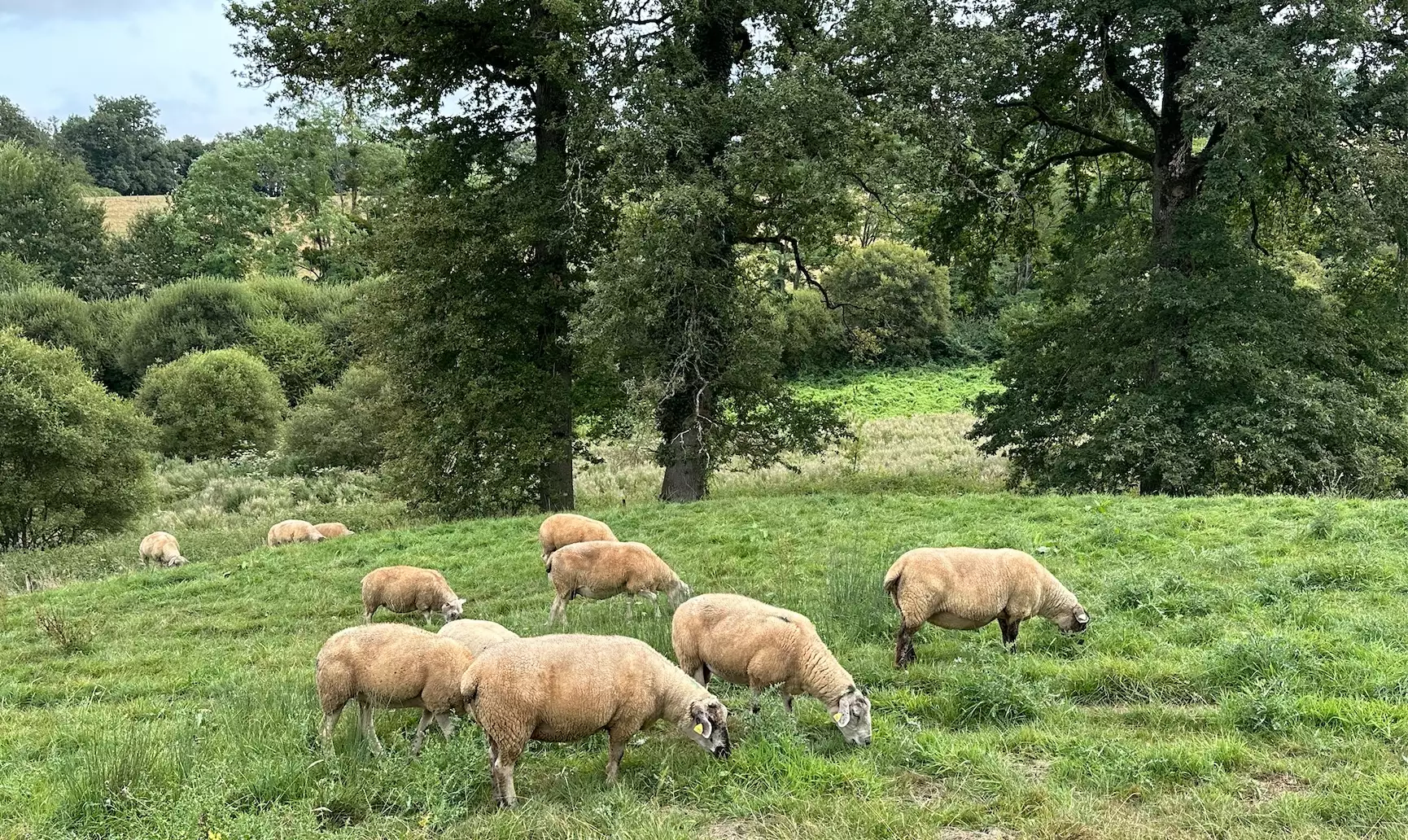 L’UE a franchi un pas vers le déclassement du statut du loup (Crédit photo : R. Lecocq)
