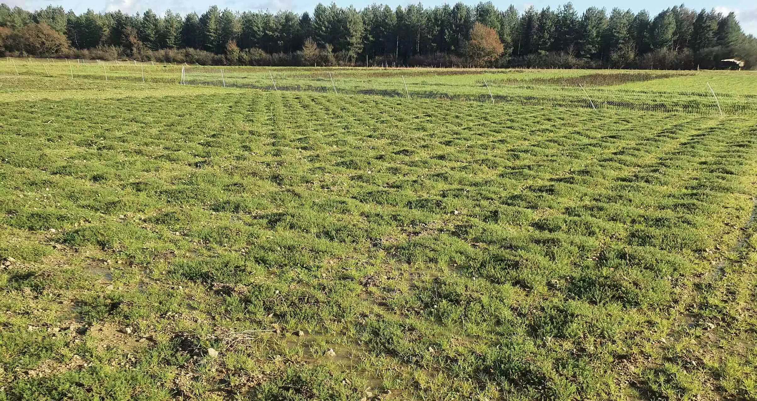 Avec l’implantation de la camomille en quadrillage 70X70 cm, le binage inter-rang se confond avec le binage inter-plant