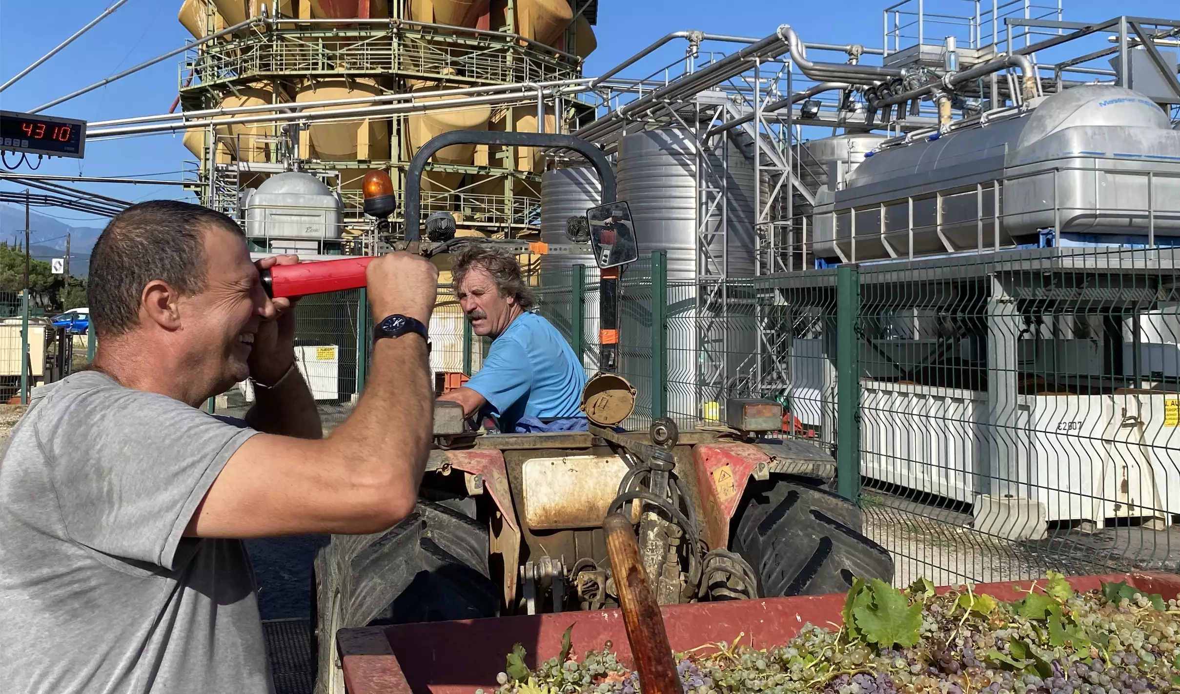En l’espace de quelques années, le rendement moyen récolte par les adhérents de la cave coopérative est passé de 38hl/ha à 20hl/ha (Crédit photo : R. Lecocq)