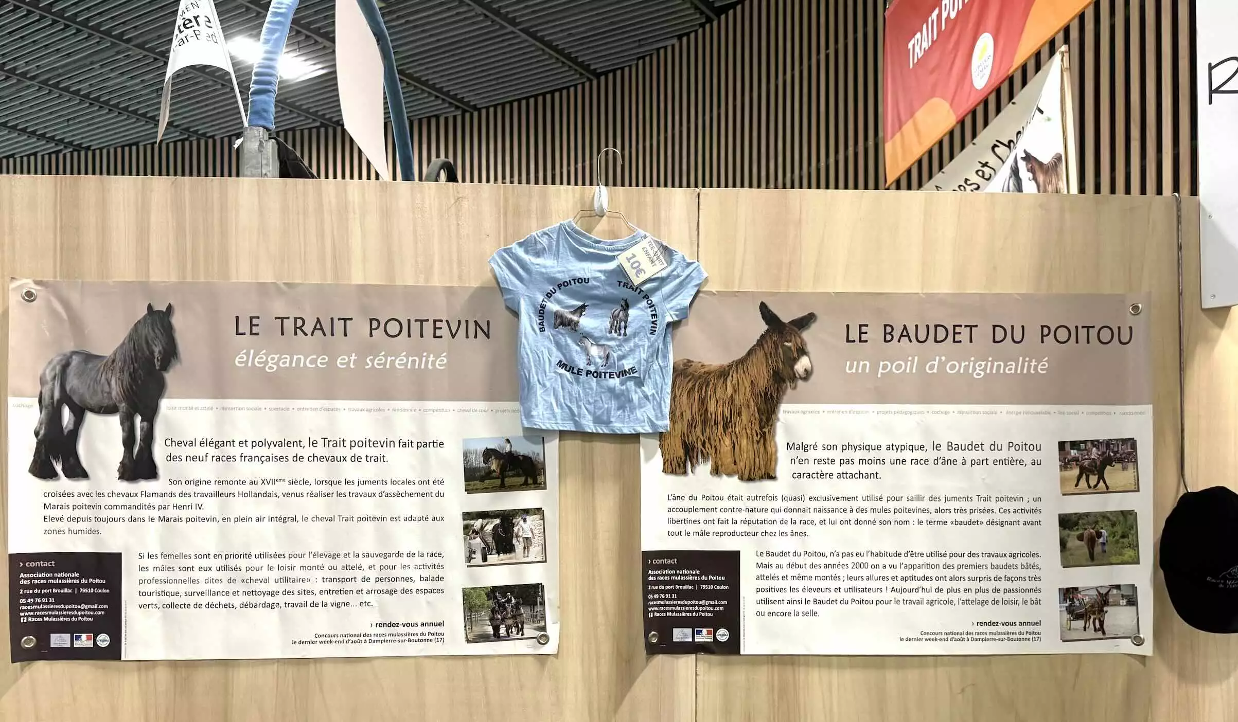 Le Trait poitevin mulassier et le Baudet du Poitou ont failli disparaître dans les années 1990