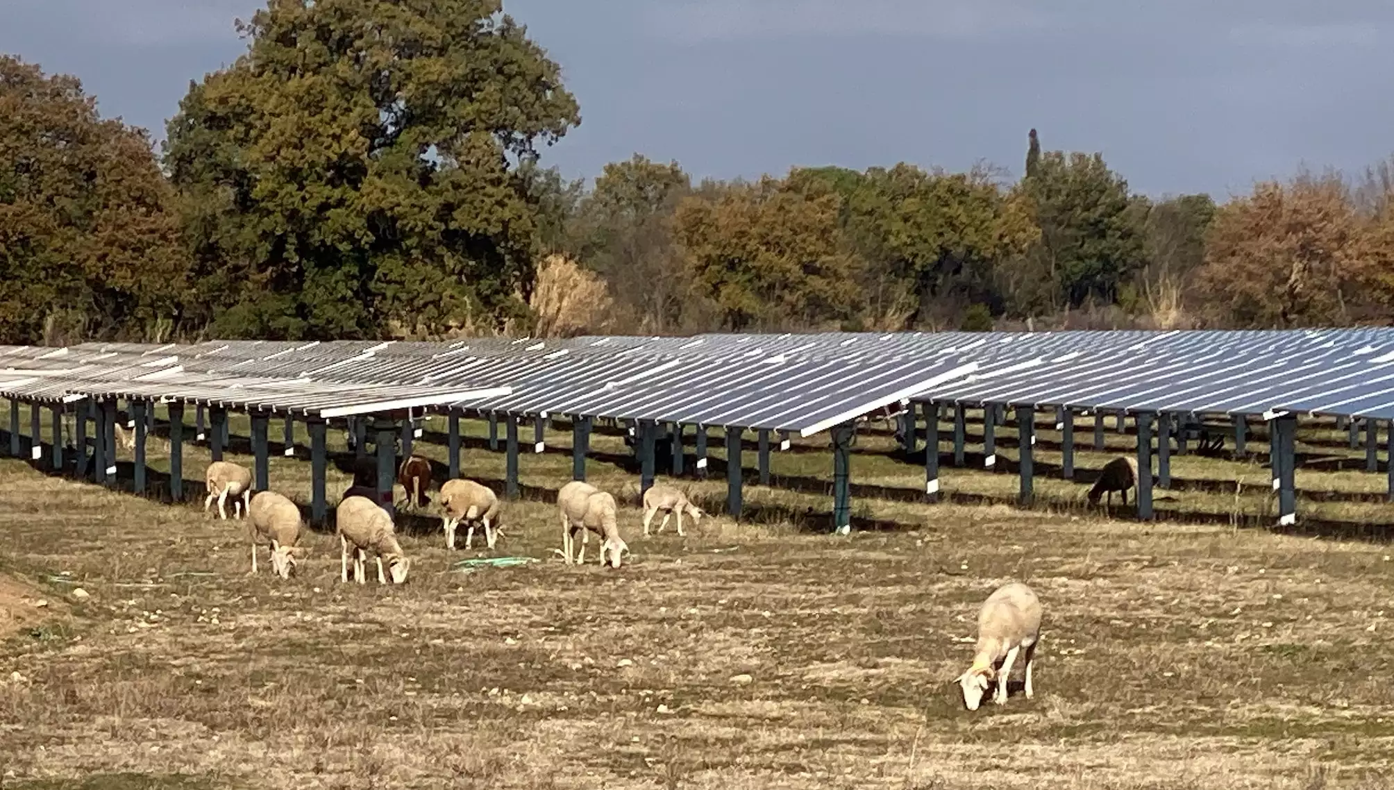 Le tout nouveau Label « Projet Agrivoltaïque » a vocation à s’étendre au secteur de l’élevage