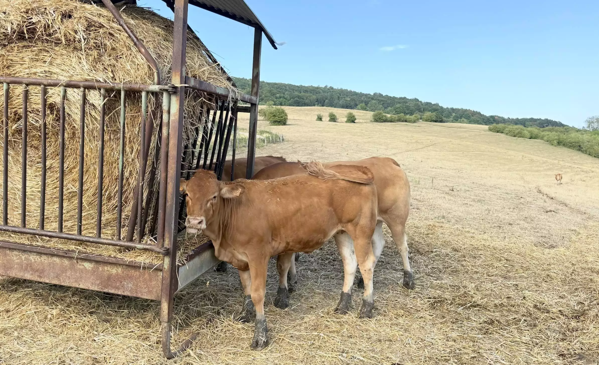 Des jeunes bovins &agrave; Moncel-sur-Vair (Vosges) le 4 ao&ucirc;t 2026 &copy; R. Lecocq