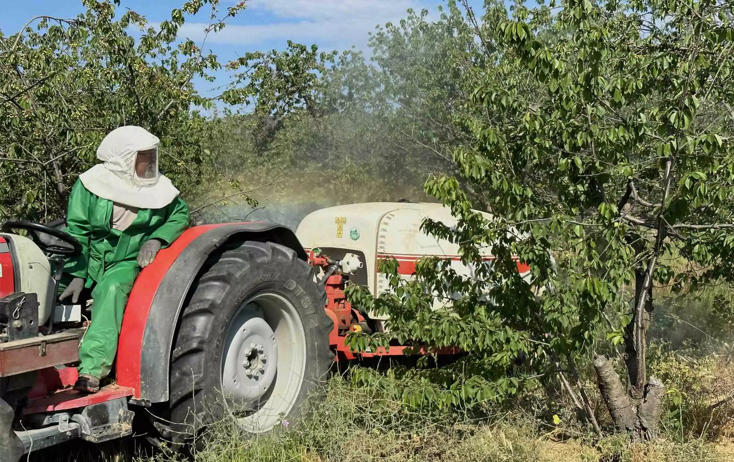 Avec les betteraves sucrières et la noisette, la cerise fait partie des cultures critiques au plan du spectre d’insecticides disponibles (Crédit photo : R. Lecocq)