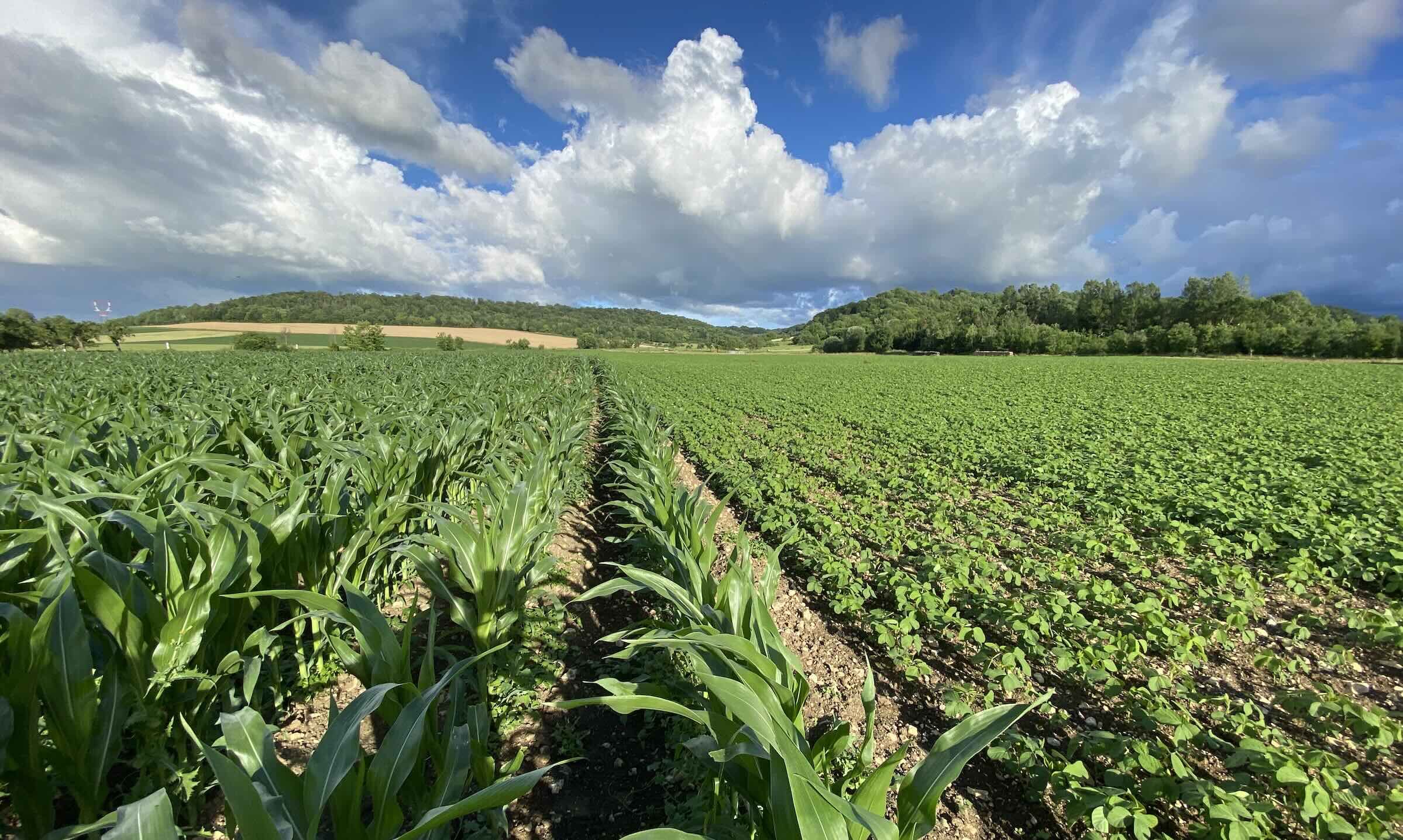 Diminuer la sole de maïs au profit de celle de soja : plus facile à énoncer qu’à réaliser (Crédit photo : R. Lecocq)