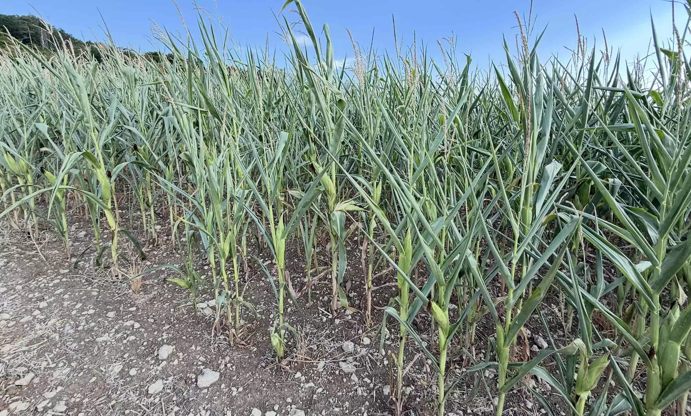 Après les épisodes de chaleurs intenses, notamment pendant la phase critique de floraison, le maïs encaisse mal la sécheresse persistante © R. Lecocq