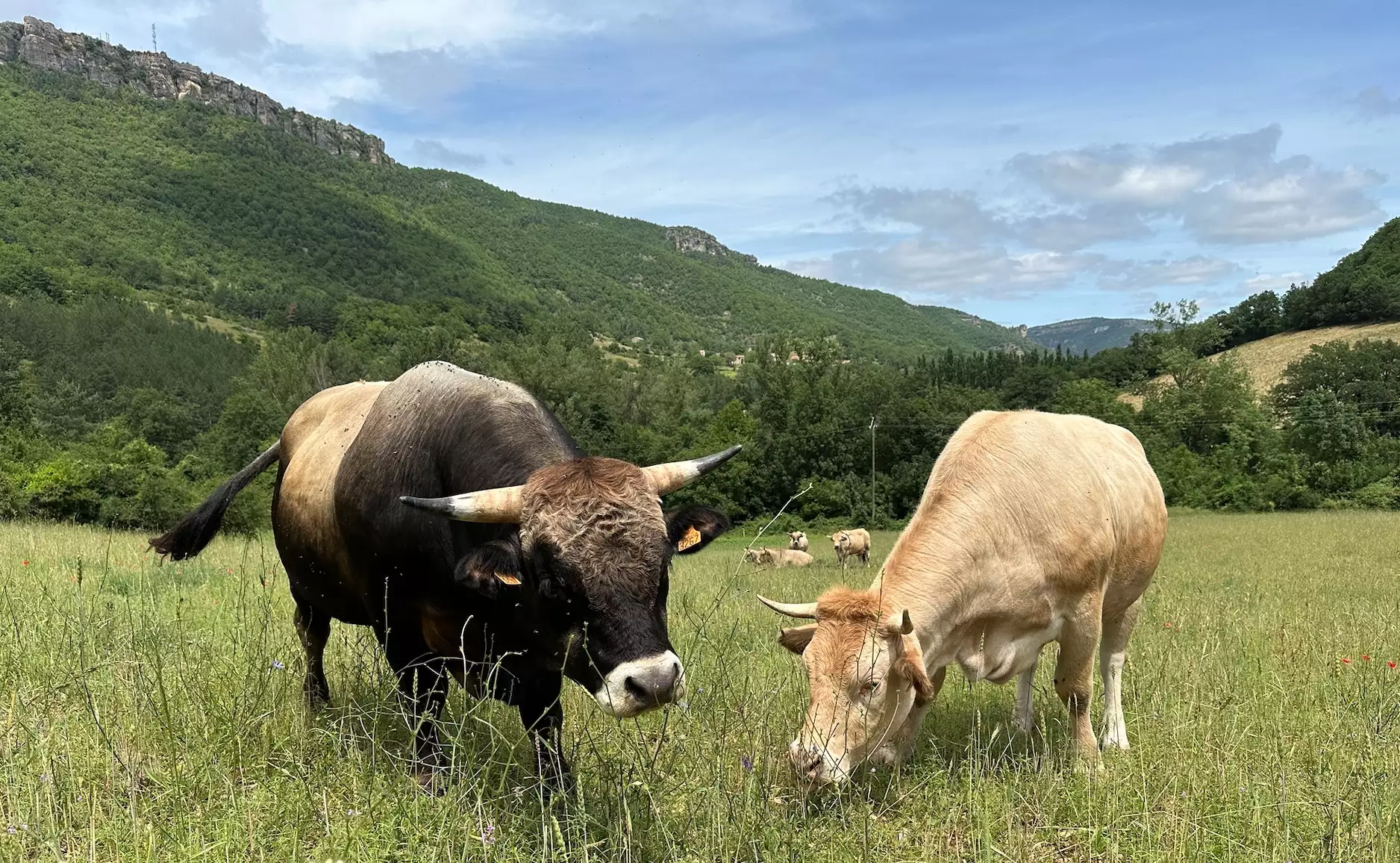 « Si la France devait un jour basculer dans le tout végétal, on se presserait d’étudier le moyen de réintroduire l’élevage afin de bénéficier de ses apports nutritionnels, écologiques et socio-économiques » (Crédit photo : R. Lecocq)
