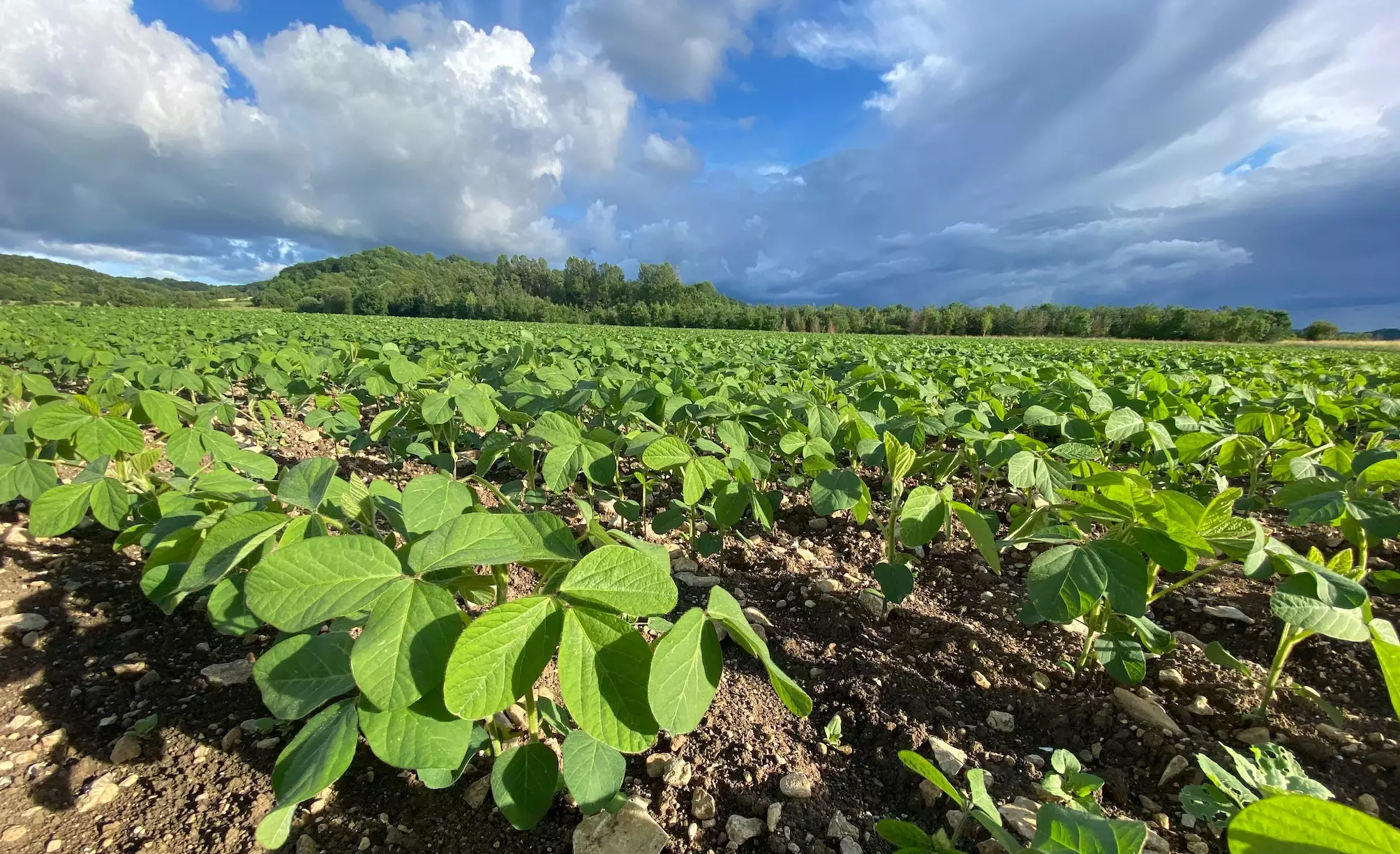 Les projets favorisant l’insertion de légumineuses dans les rotations pour améliorer la robustesse des systèmes de cultures sont ciblés par le guichet maturation d’aide à l’ingénierie (Crédit photo : R. Lecocq)