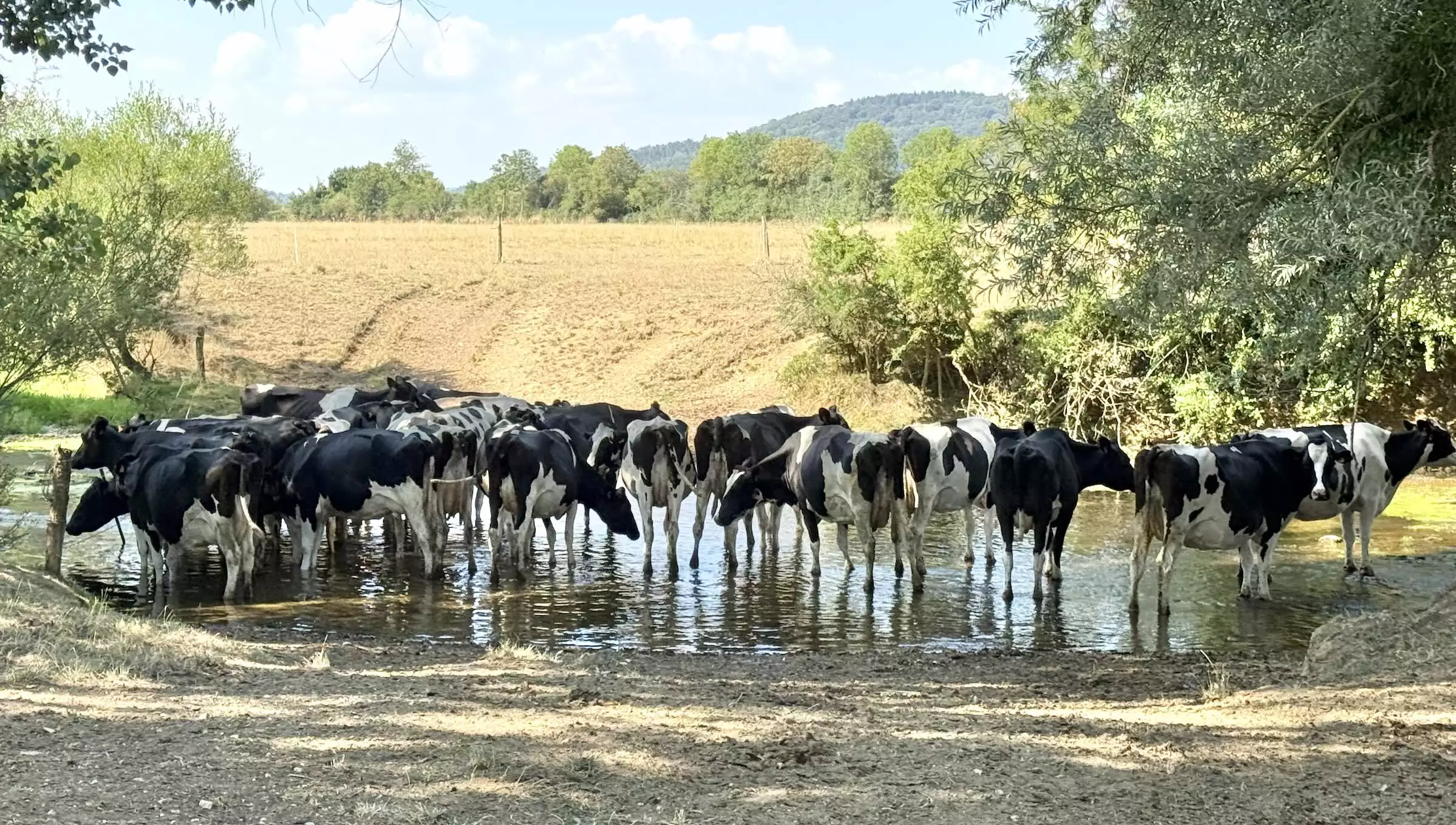 Des holsteins prennent le frais dans le Vair à Moncel-sur-Vair (Vosges) le 2 août 2026 © R. Lecocq