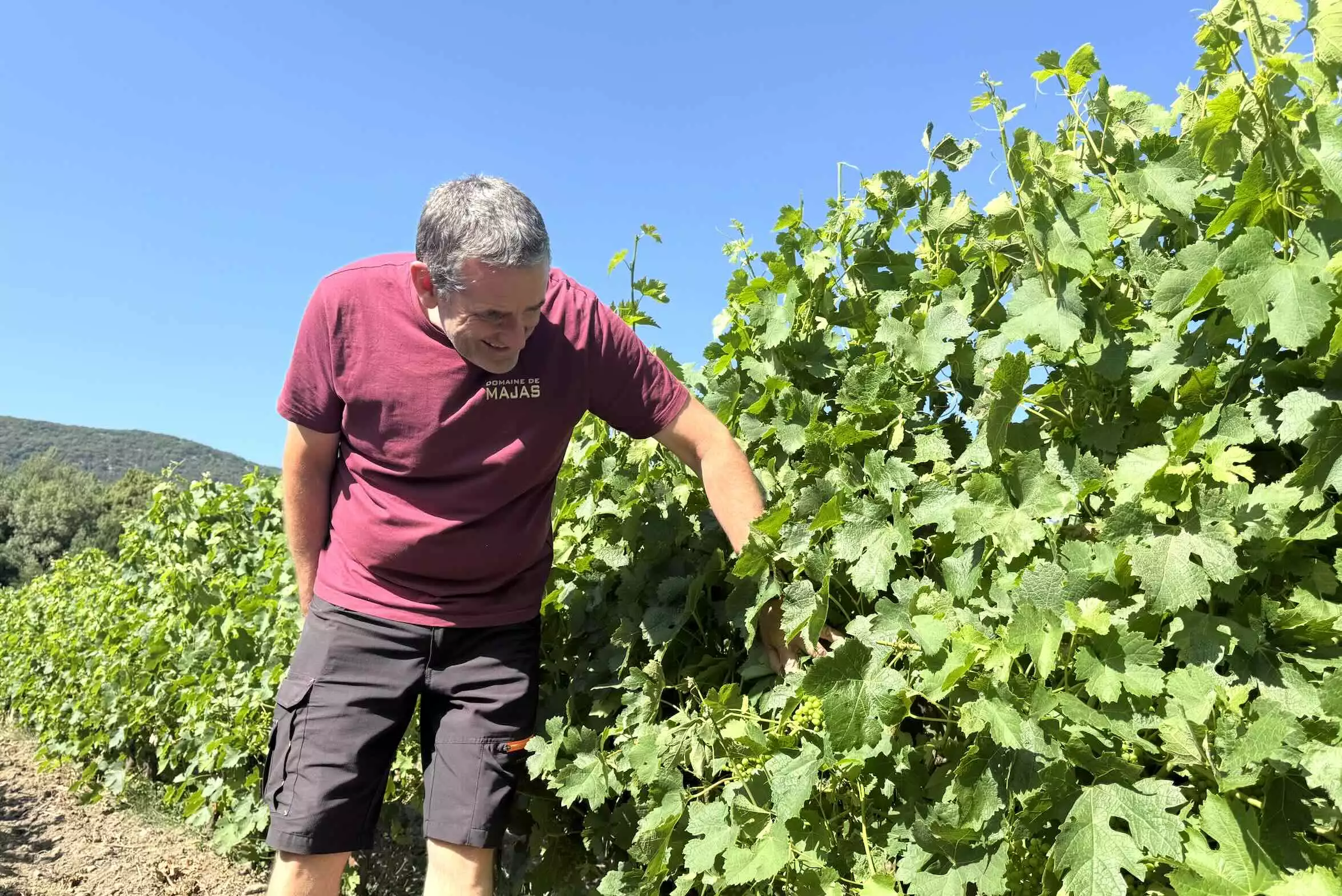 Des sols profonds, une pluviométrie abondante ; le terroir de Caudiès offre matière à produire 60 à 70Hl/ha dans un département où les vignes ont la pépie © RL