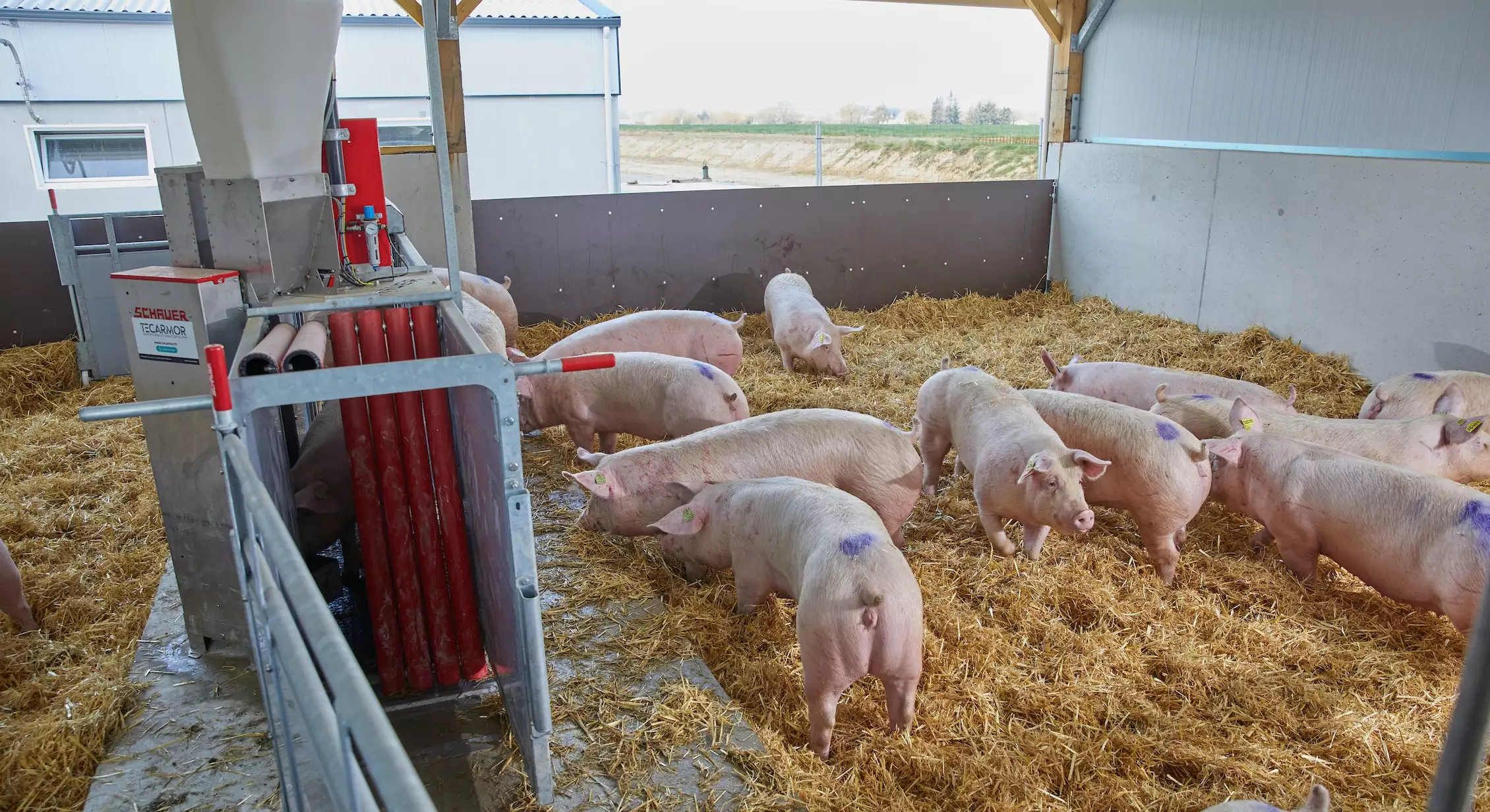 Les truies gestantes sont logées sur paille et en toute liberté (Crédit photo : Le Gouessant)