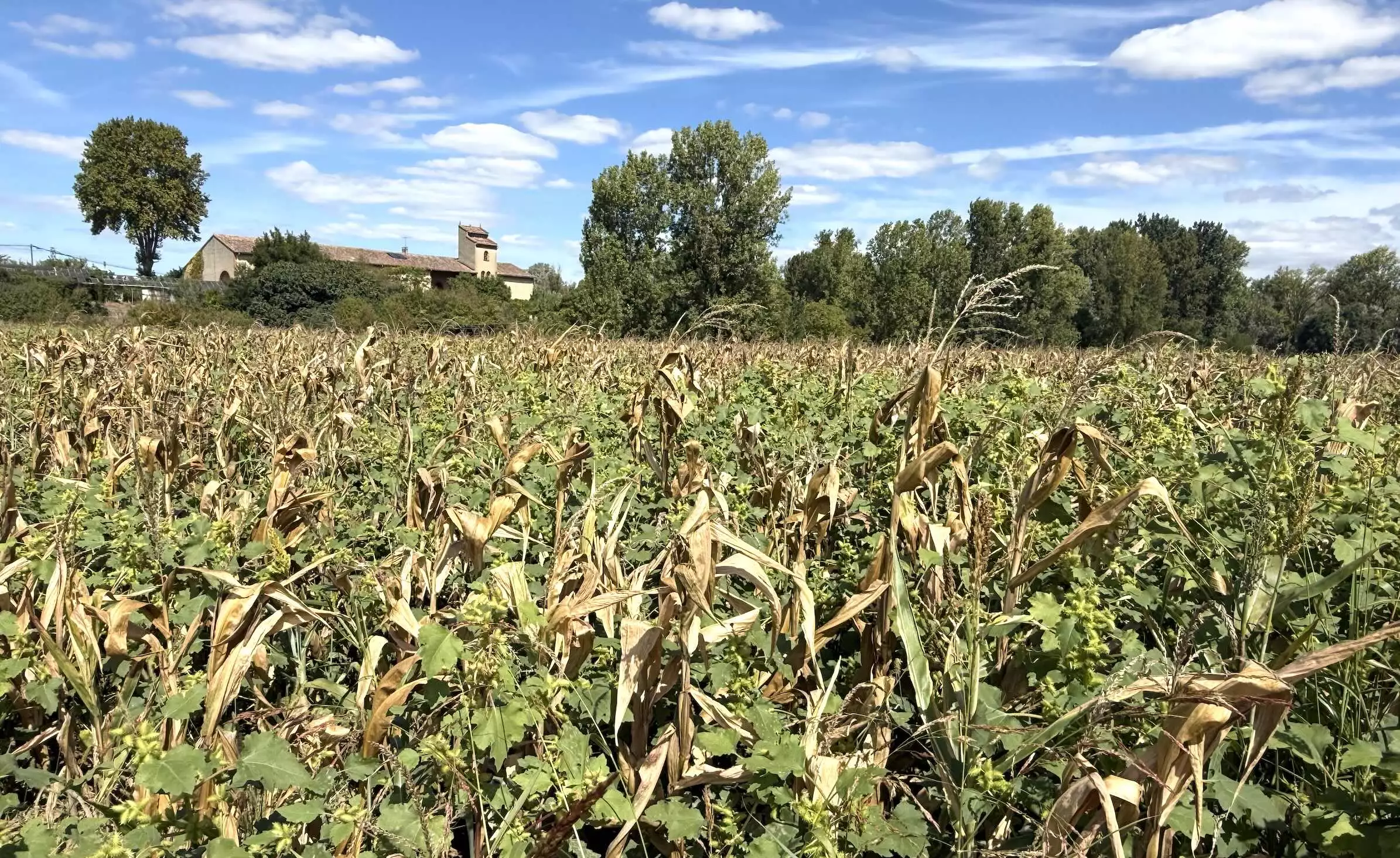Un ma&iuml;s &agrave; Grenade-sur-Garonne (Haute-Garonne) le 10 septembre 2026 &copy; R. Lecocq