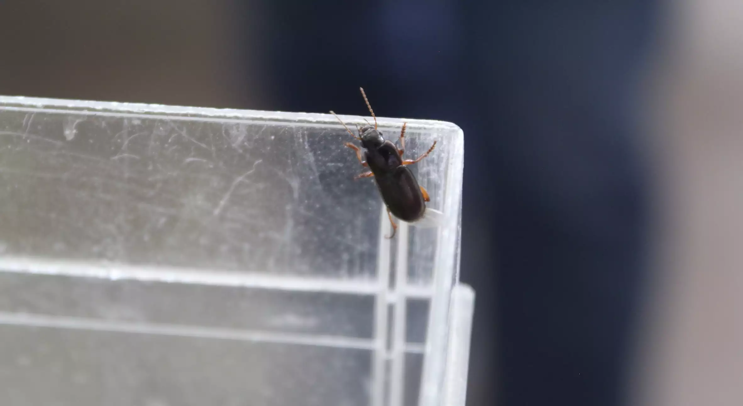 Amara Aena dans une boite d’élevage du laboratoire de Carquefou © Tanguy Dhelin