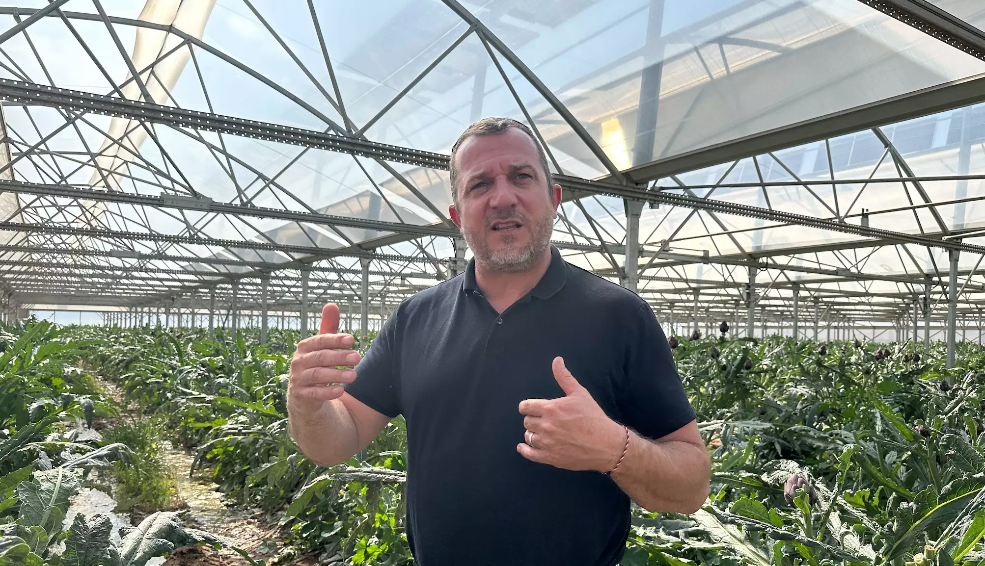 Pierre Battle dans sa serre agrivoltaïque, inaugurée avec la production d’artichauts violets commercialisés en bouquets (Crédit photo : R. Lecocq)