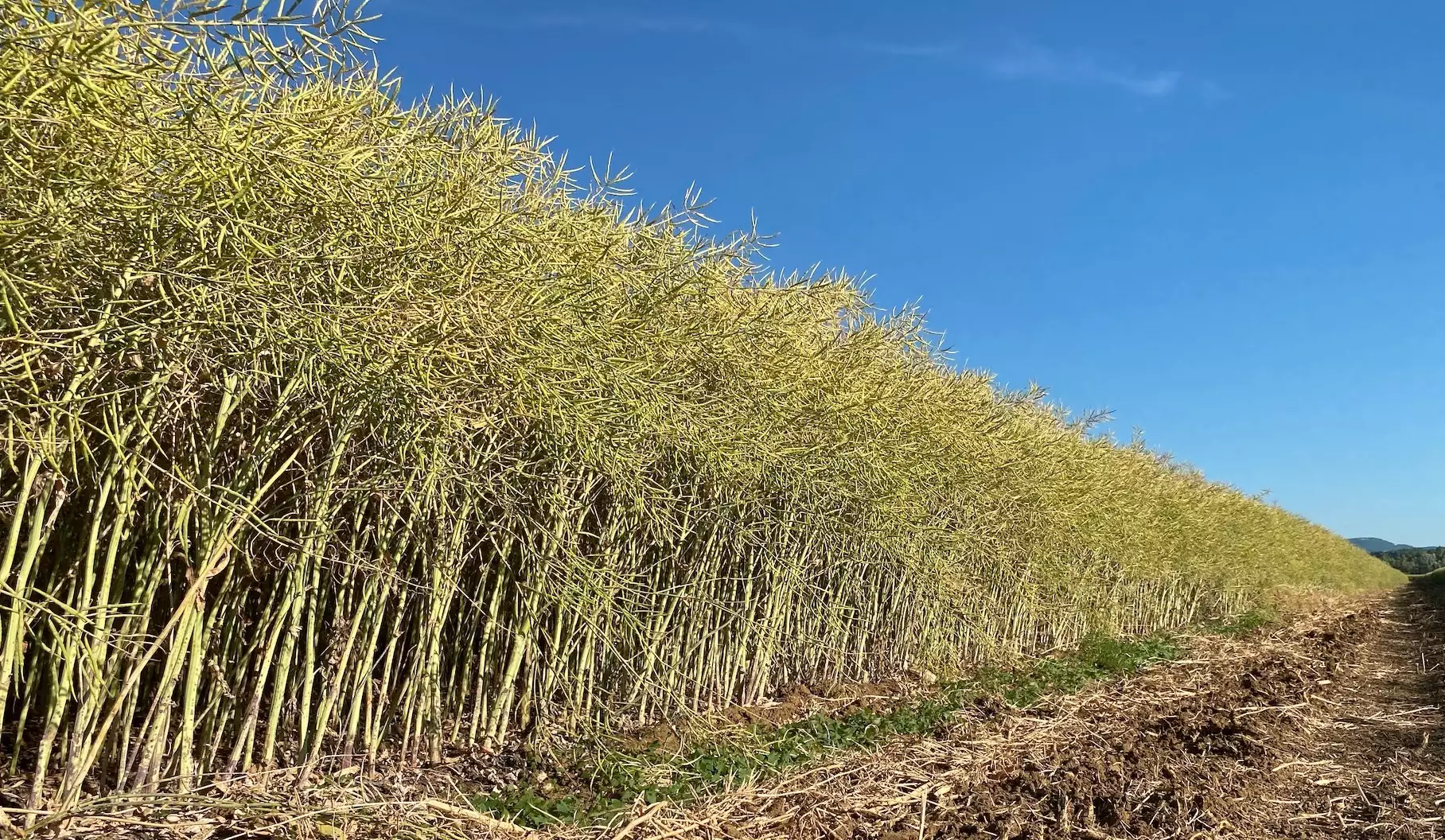 La proposition de la Commission sur les NGT rouvrirait la voie aux Variétés rendues tolérantes aux herbicides, des organismes issus de nouvelles techniques de mutagénèse que la Cour de justice de l’UE avait considérée en 2018 comme des OGM (Crédit photo : R. Lecocq)