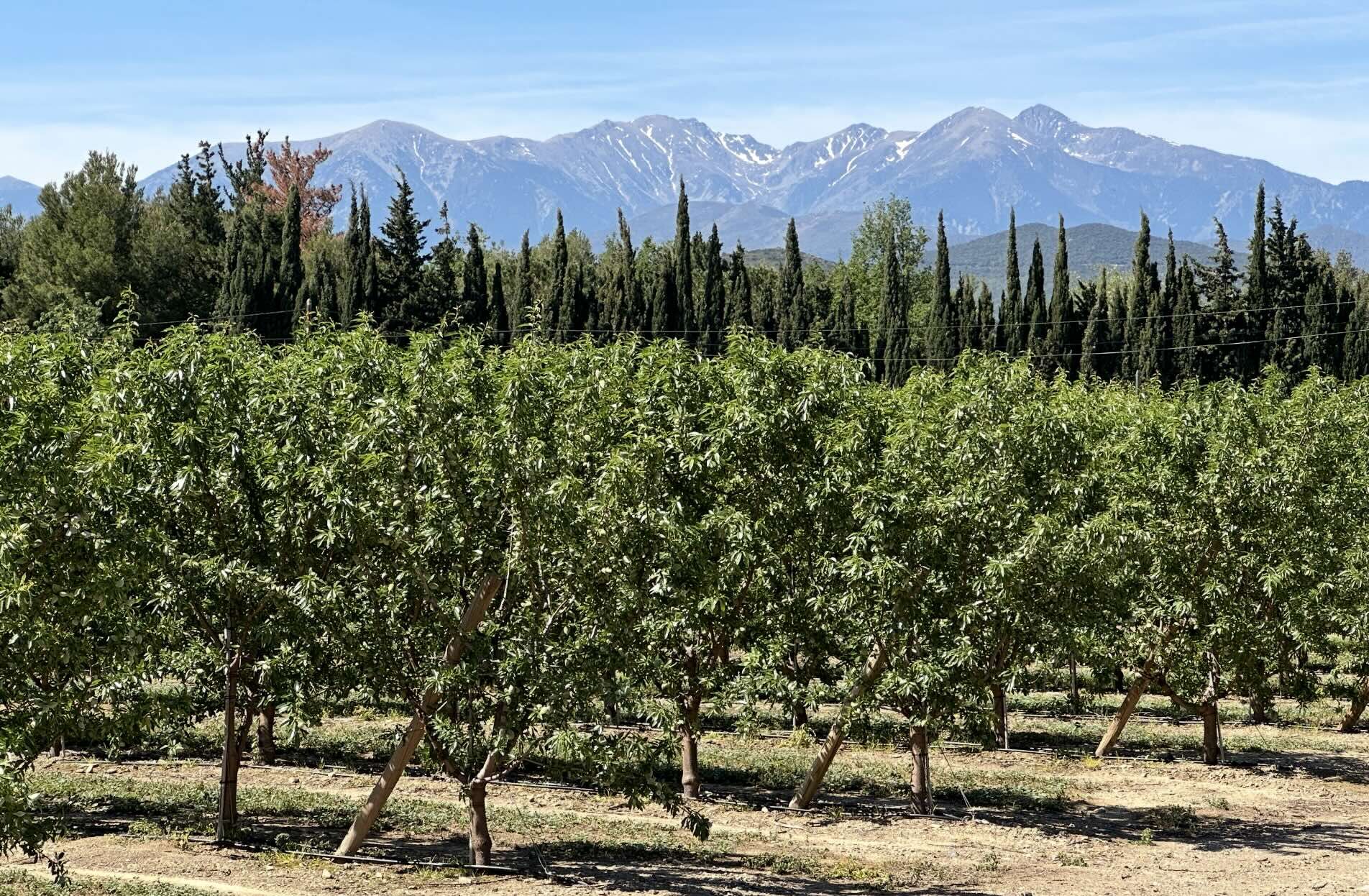En amandes, le taux d’auto-approvisionnement touche les bas-fonds à 2% mais l’espèce, porteuse de diversification et d’adaptation au changement climatique, reprend de la vigueur (Crédit photo : R. Lecocq)