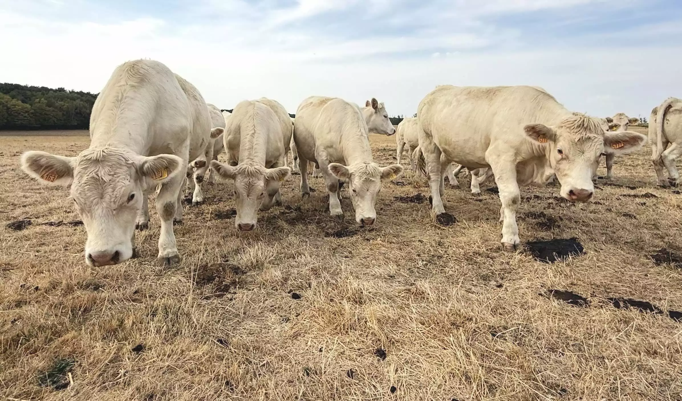 Un troupeau de vaches allaitantes près de Digoin, le 15 août 2026 © R. Lecocq