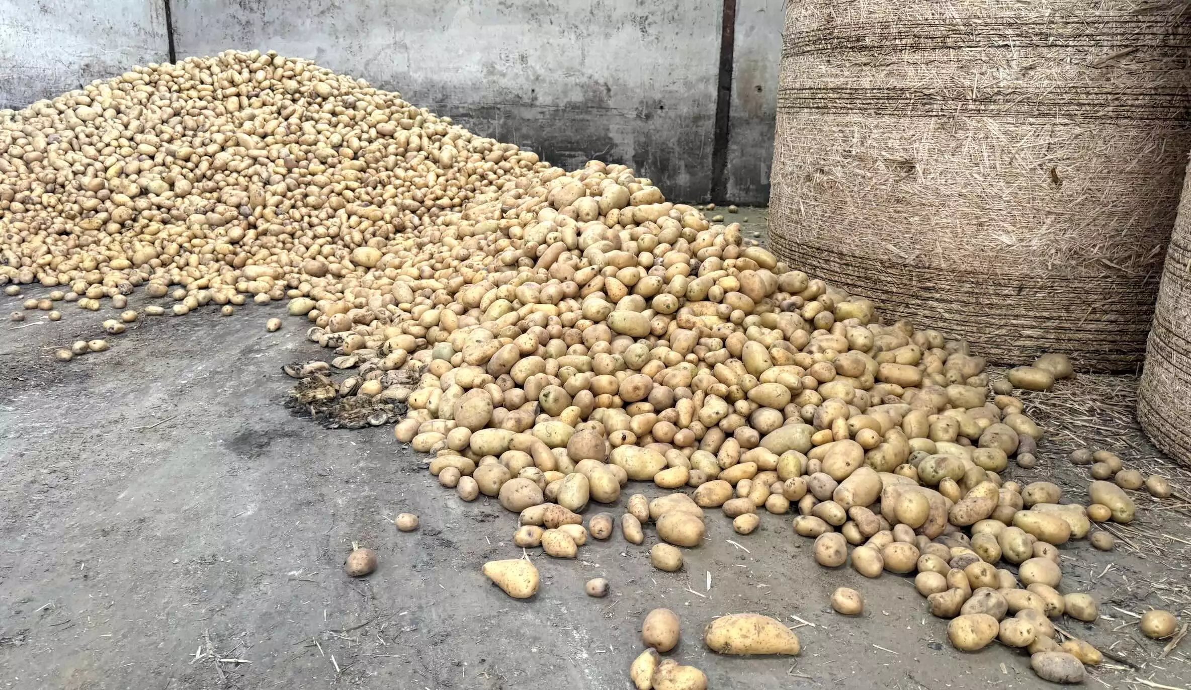 Avec les pulpes de betterave, les patates compensent en partie le défaut de stocks © R. Lecocq