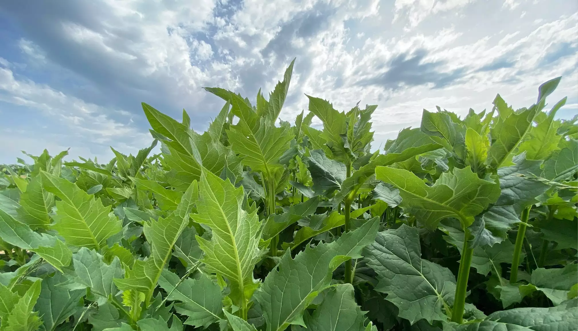 La silphie et ses feuilles en forme de coupoles © R. Lecocq