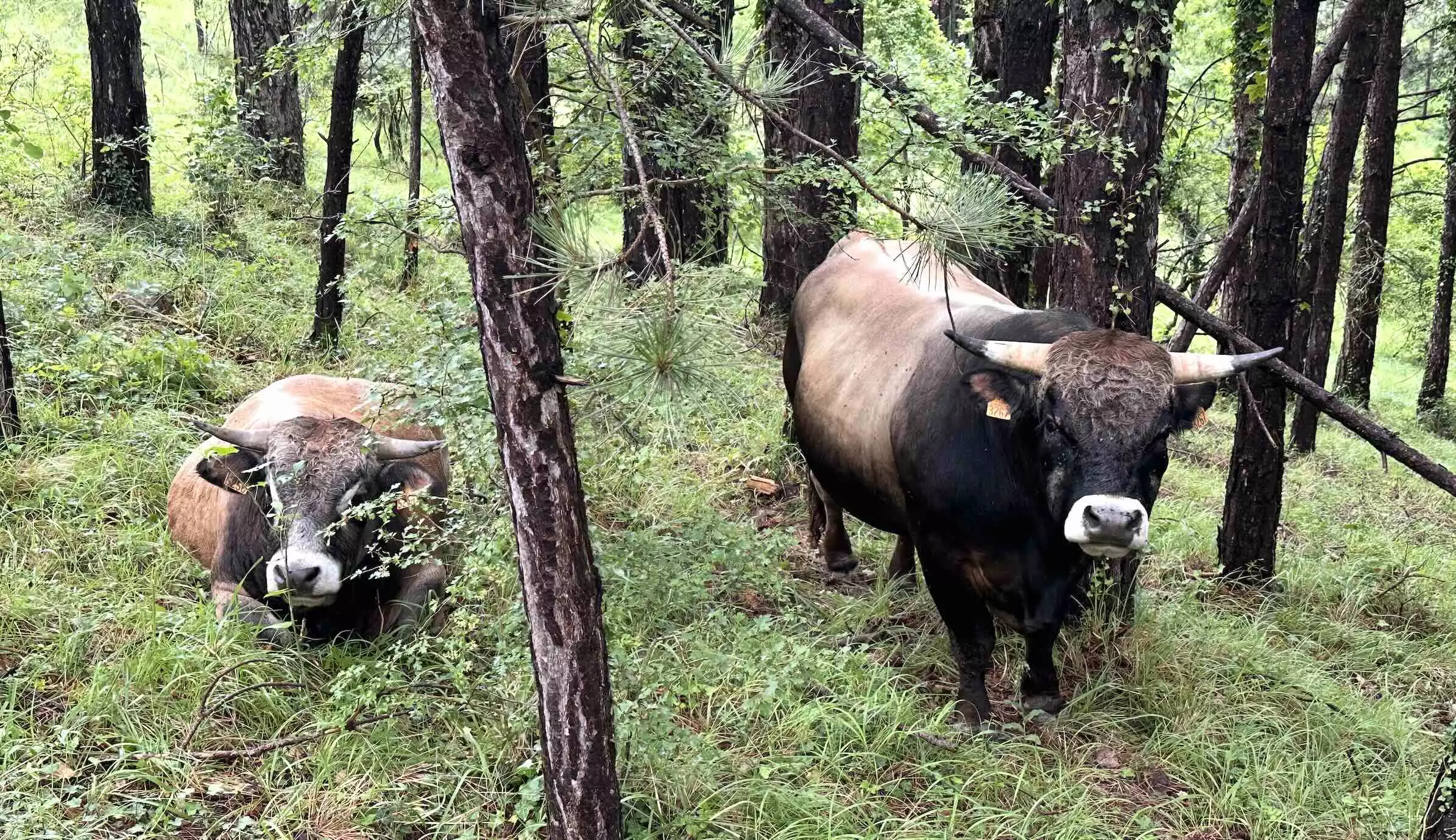 Dans les sous-bois, 8,5 Md&euro; de potentiel &eacute;conomique annuel, 10 Md&euro; de services non marchands et un taux de renouvellement des agriculteurs bien sup&eacute;rieur &agrave; la moyenne &copy; R. Lecocq