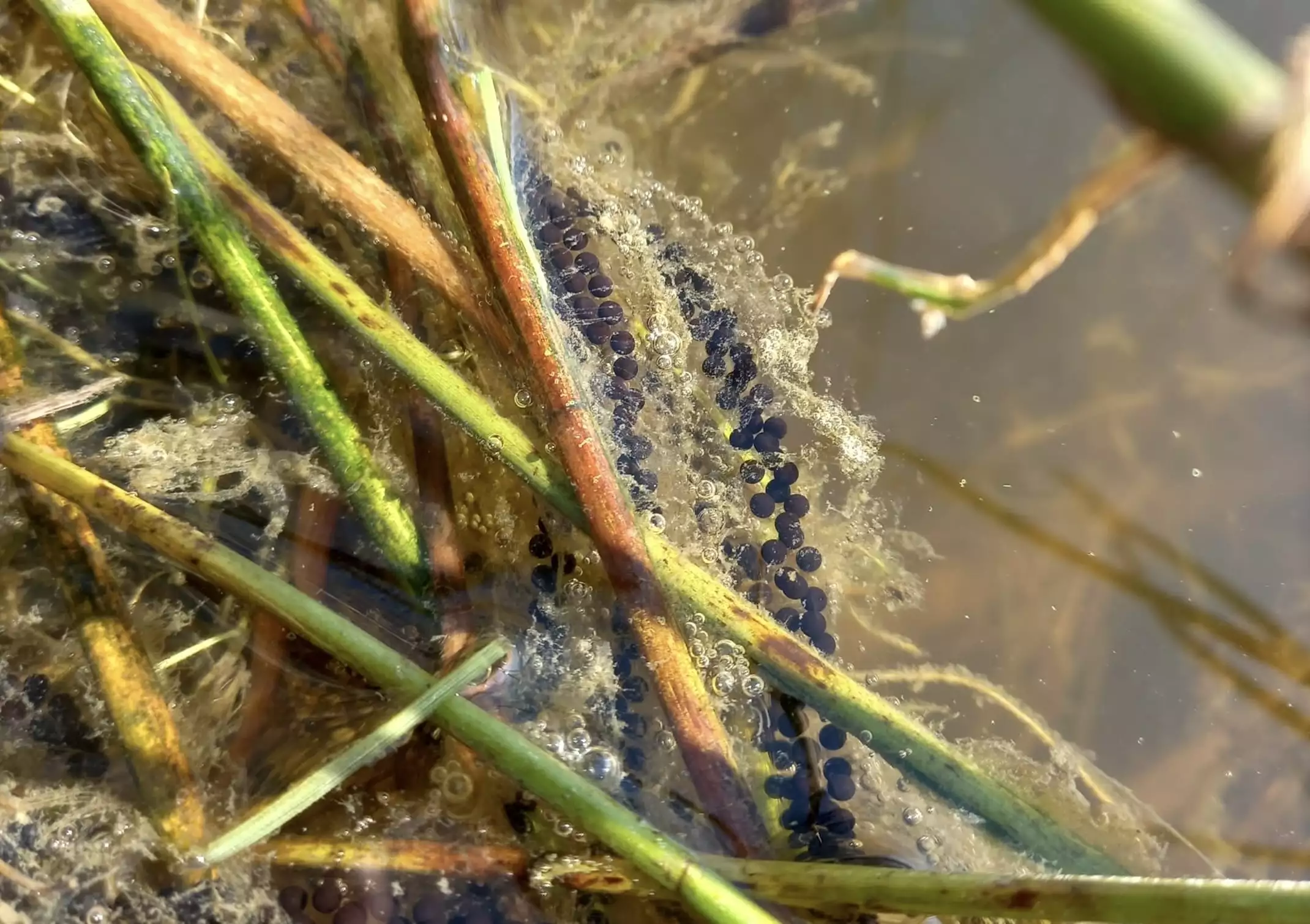 Pontes de crapaud épineux, allié du verger car il se nourrissant de moucherons et de limaces © Mathieu Cogné