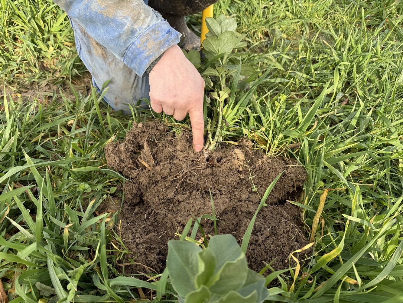 Les nodosités des racines de légumineuses permettent de capter l'azote de l'air et ainsi enrichir le sol (©A.M.).